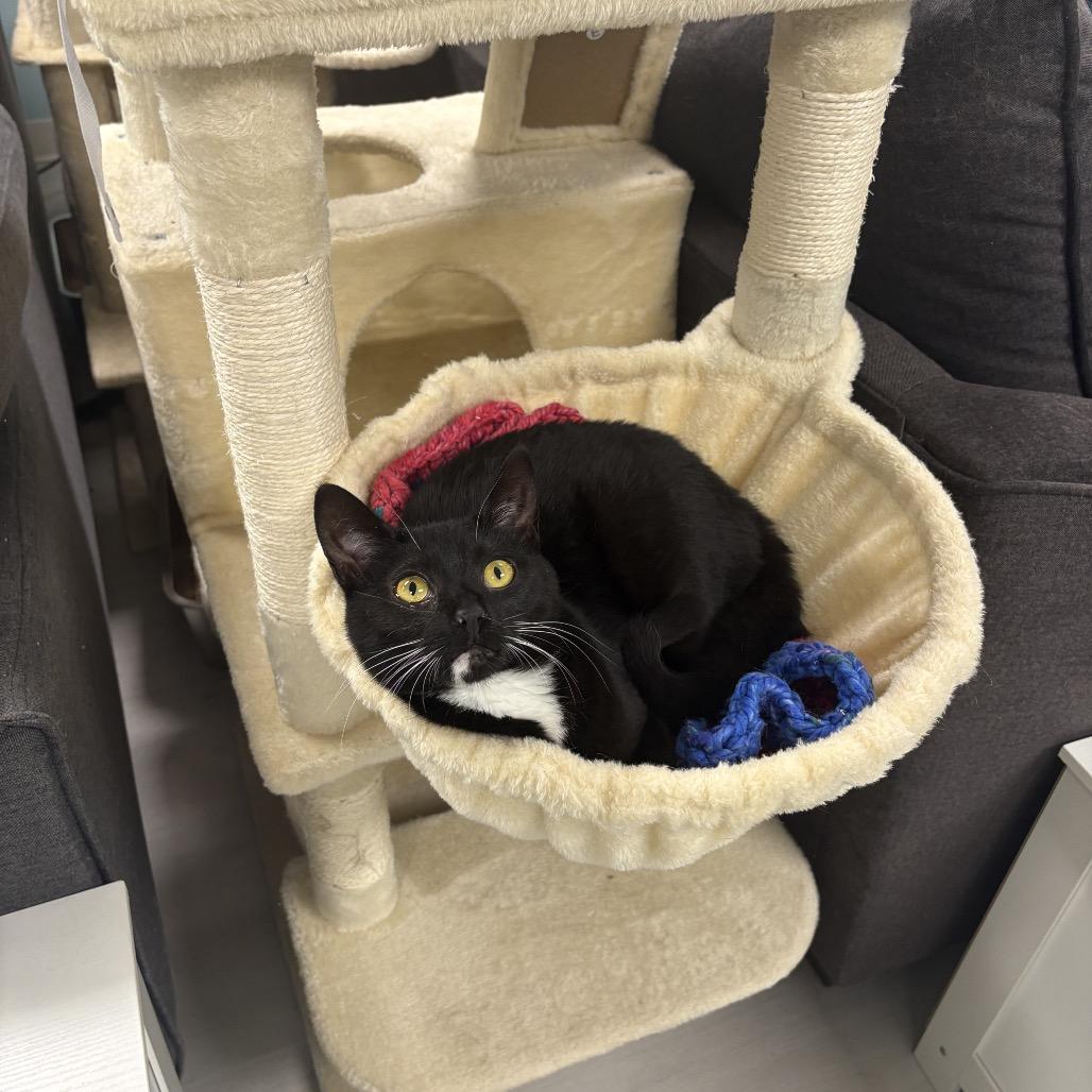 Sweetie, a Adoptable Domestic Short Hair in PITTSBURGH, PA image 1/5