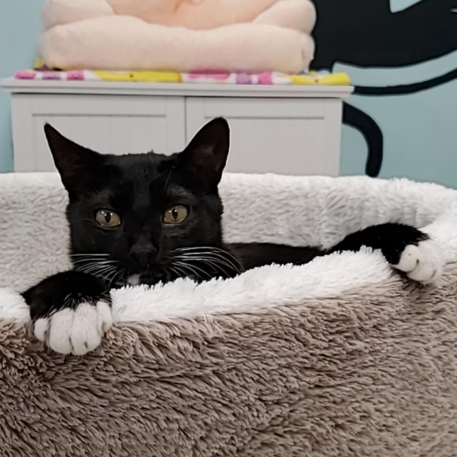 Sweetie, a Adoptable Domestic Short Hair in PITTSBURGH, PA image 3/5