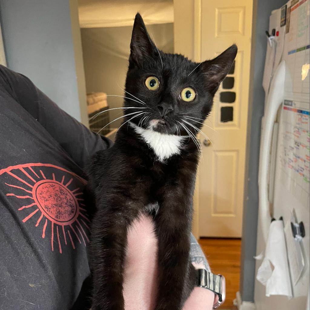 Sweetie, a Adoptable Domestic Short Hair in PITTSBURGH, PA image 4/5