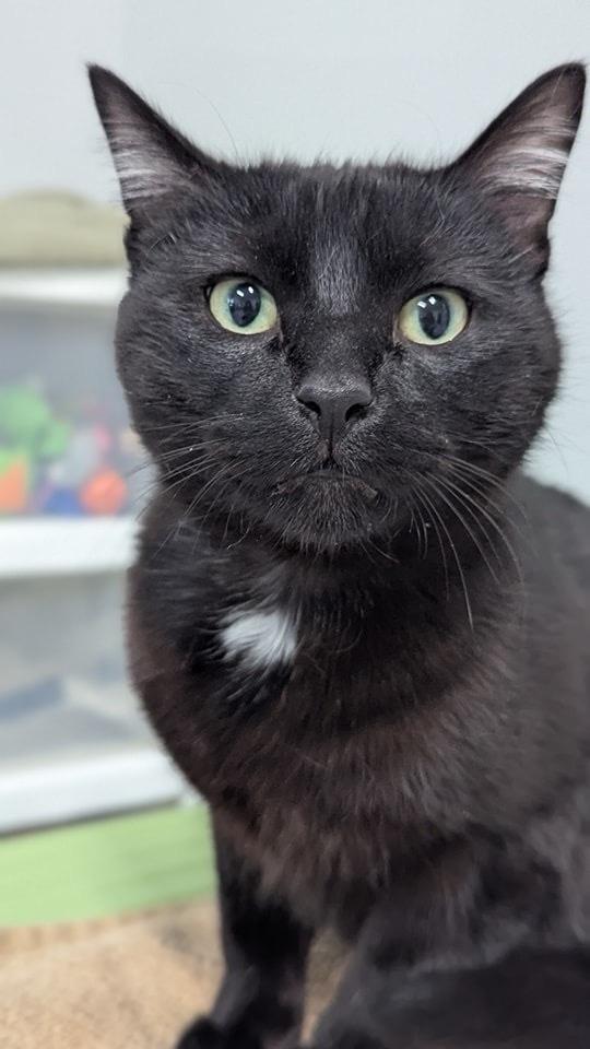 King, Adoptable, Young Male Domestic Short Hair.