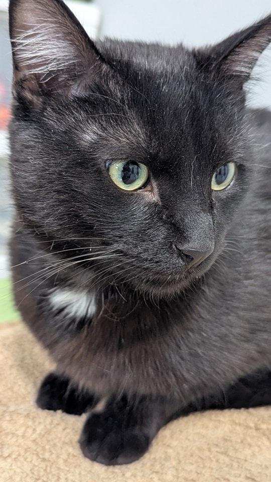 Enlarge King, a Adoptable Domestic Short Hair in Sparta, WI image 2/2