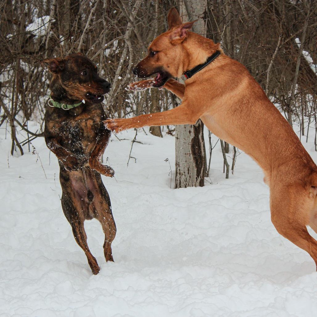 Ryxon 192, Adoptable, Adult Male Shepherd & Labrador Retriever.