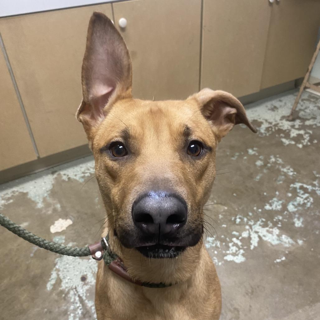 Ryxon 192, a Adoptable mixed breed in Canastota, NY image 2/6