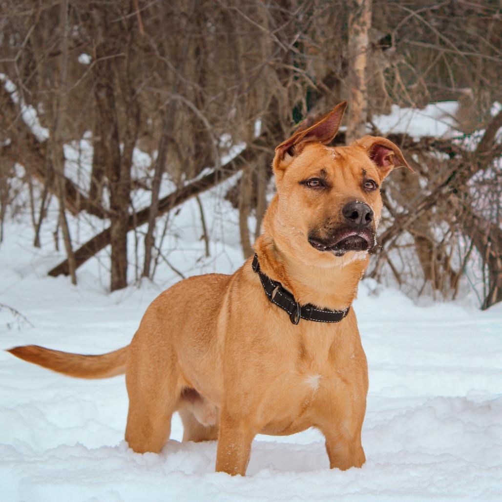 Ryxon 192, a Adoptable mixed breed in Canastota, NY image 3/6