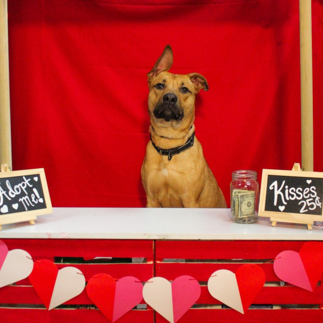 Ryxon 192, a Adoptable mixed breed in Canastota, NY image 4/6