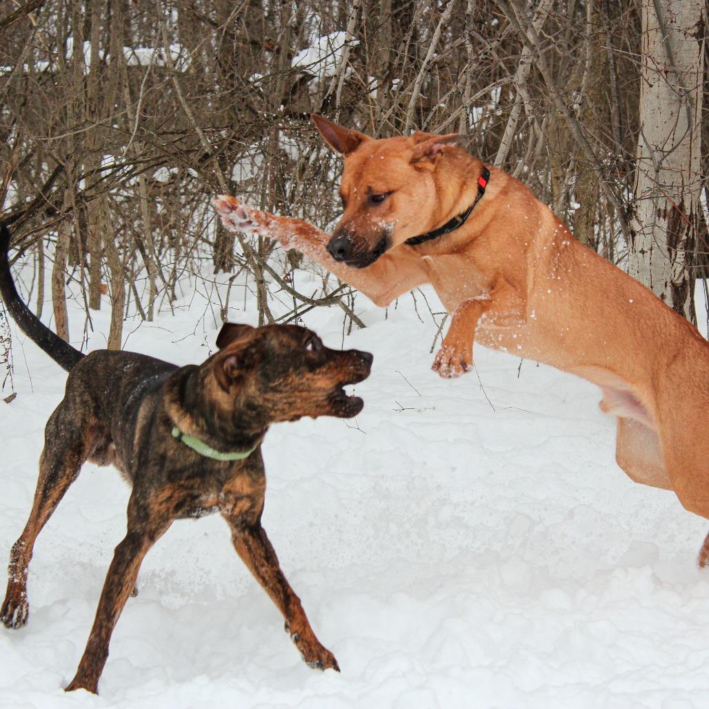 Ryxon 192, a Adoptable mixed breed in Canastota, NY image 5/6