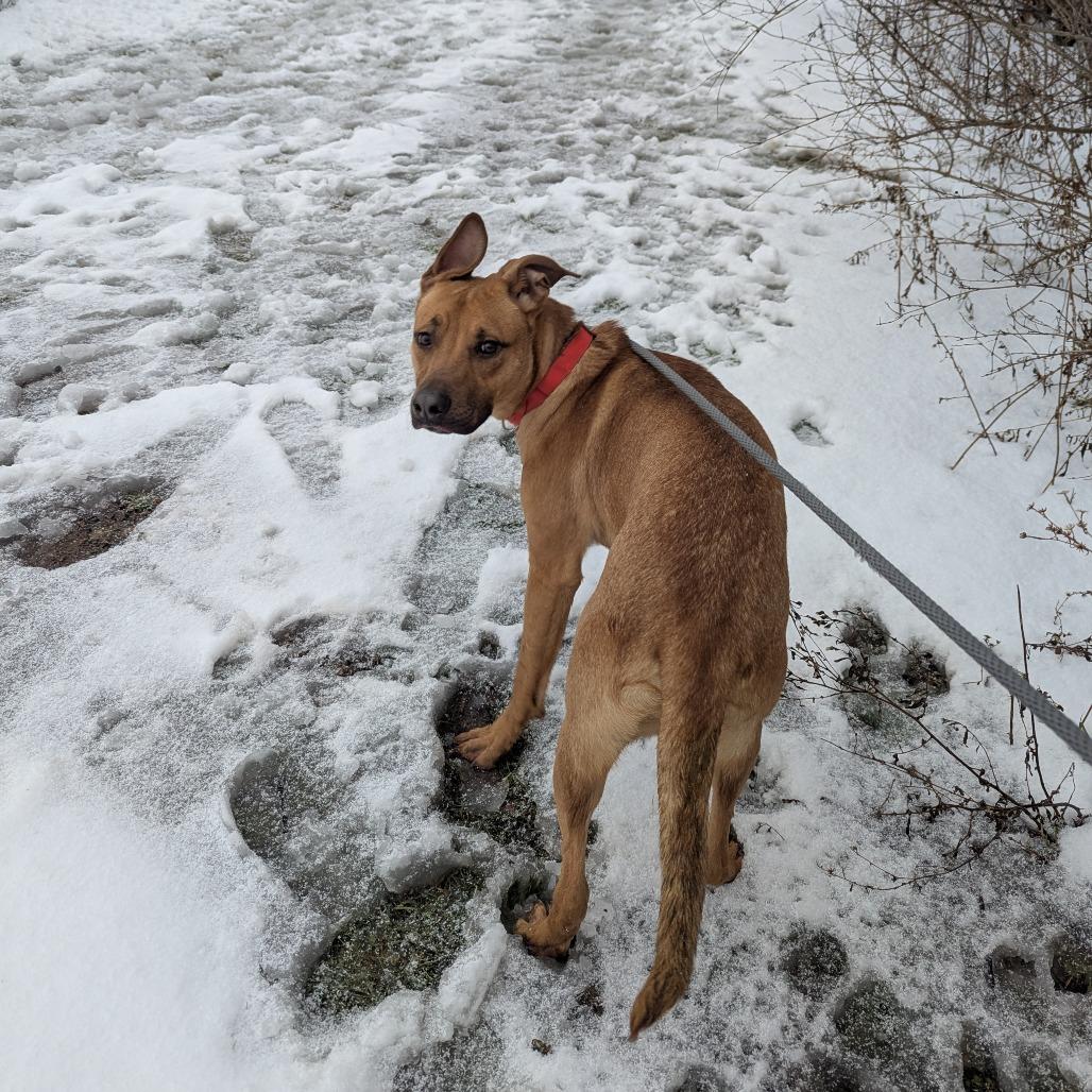 Ryxon 192, a Adoptable mixed breed in Canastota, NY image 6/6