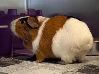 Daisy, Adoptable, Young Female Guinea Pig.