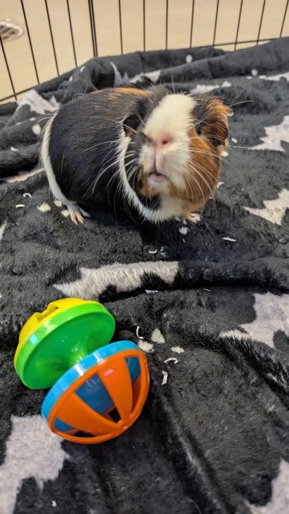 Enlarge Daisy, a Adoptable Guinea Pig in Bensalem, PA image 2/3