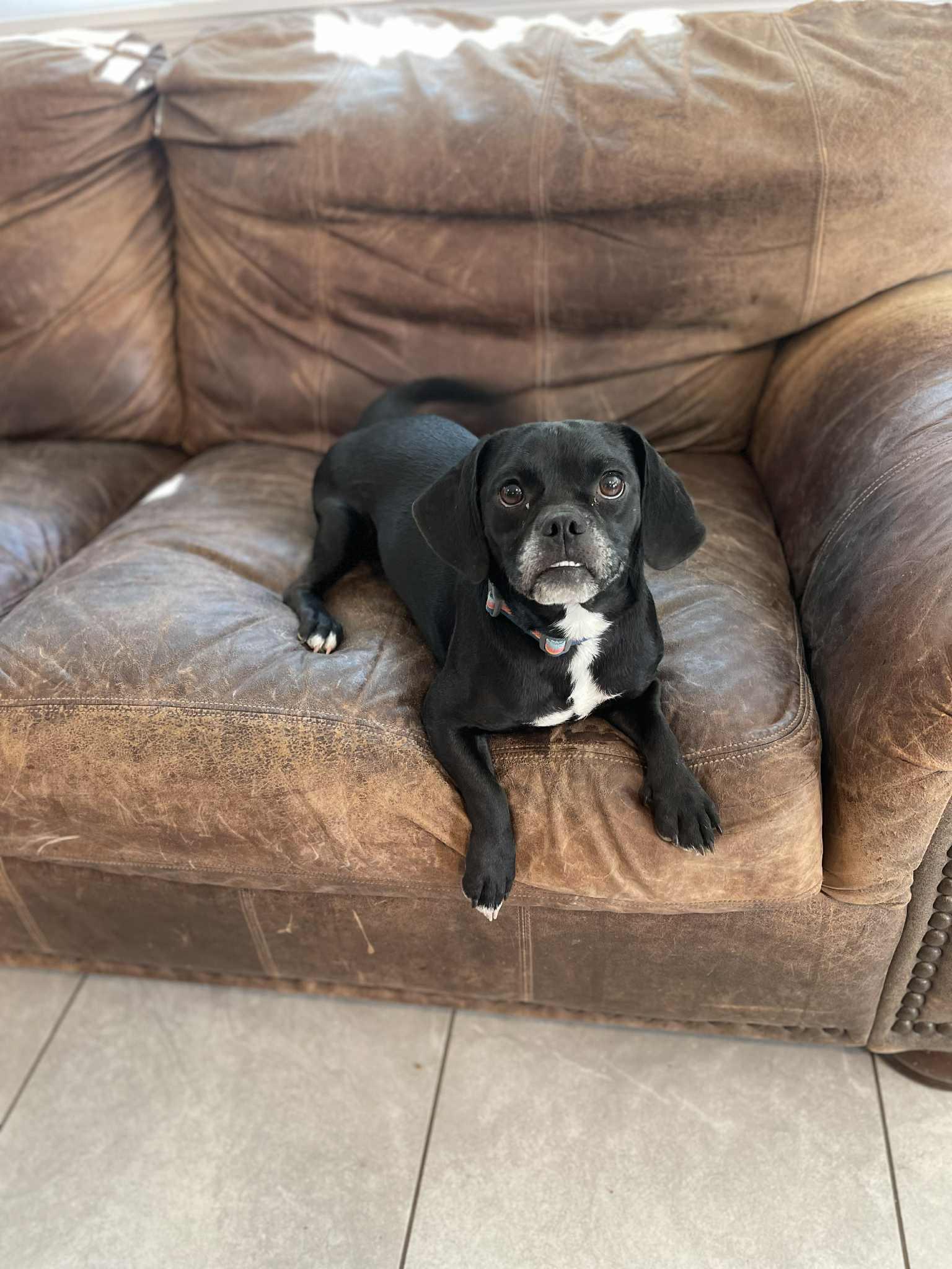 Lucy, an adoptable Puggle in Joppa, AL, 35087 | Photo Image 2