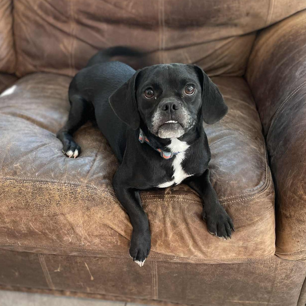 Lucy, a Adoptable Puggle in Joppa, AL image 2/3
