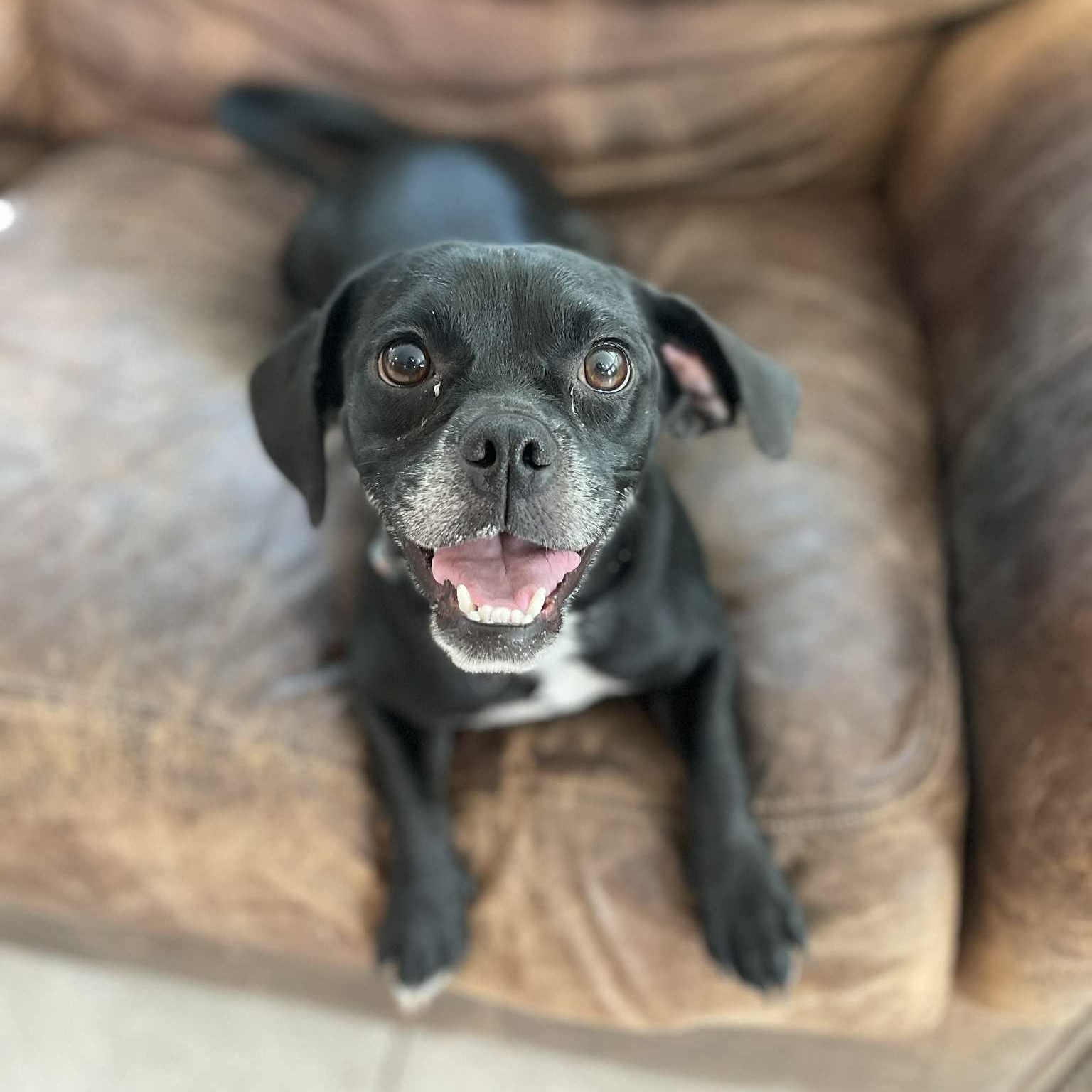 Lucy, a Adoptable Puggle in Joppa, AL image 1/3