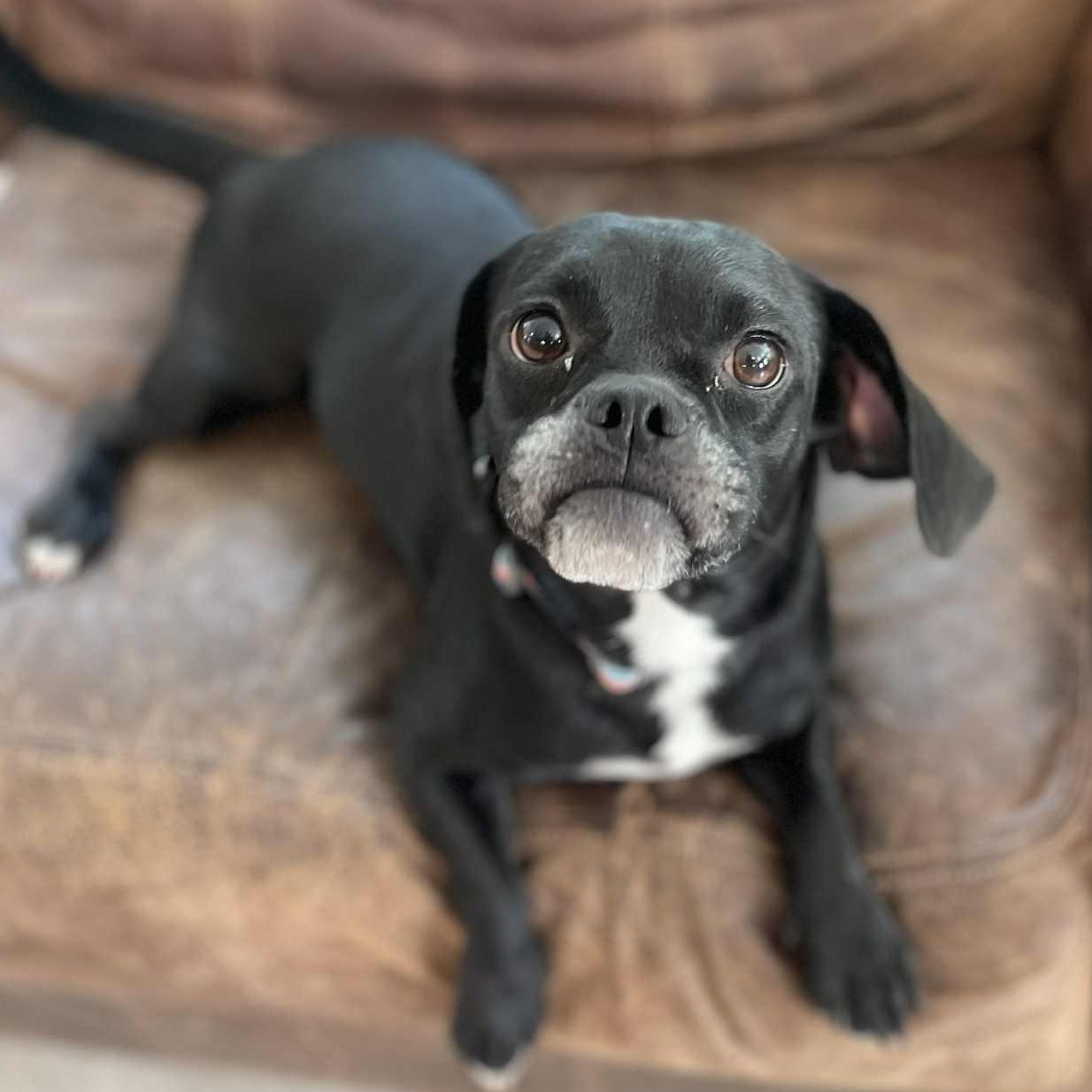 Lucy, an adoptable Puggle in Joppa, AL, 35087 | Photo Image 3