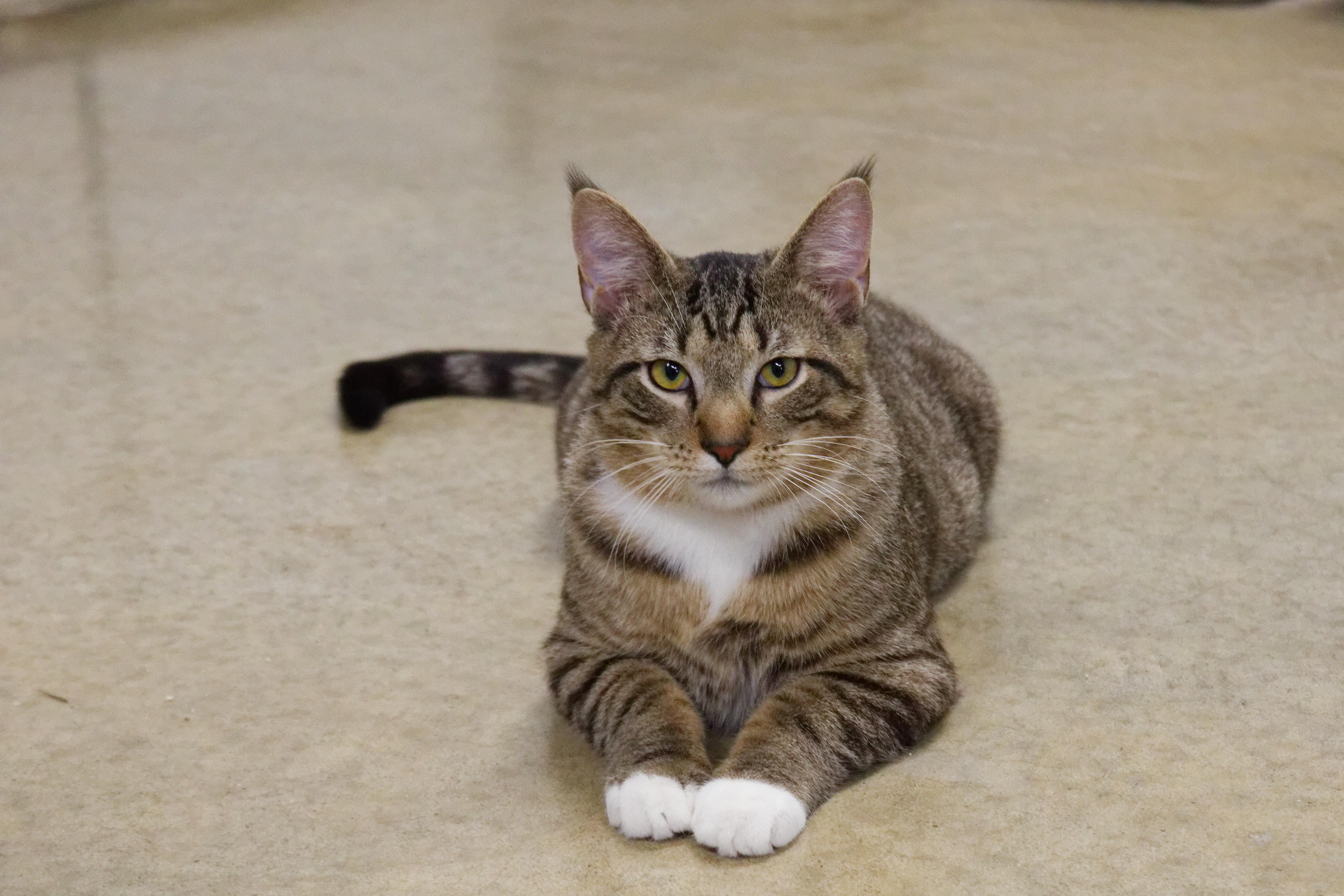 Enlarge Siegfried, a ADOPTABLE American Shorthair in Urbana, OH image 4/6