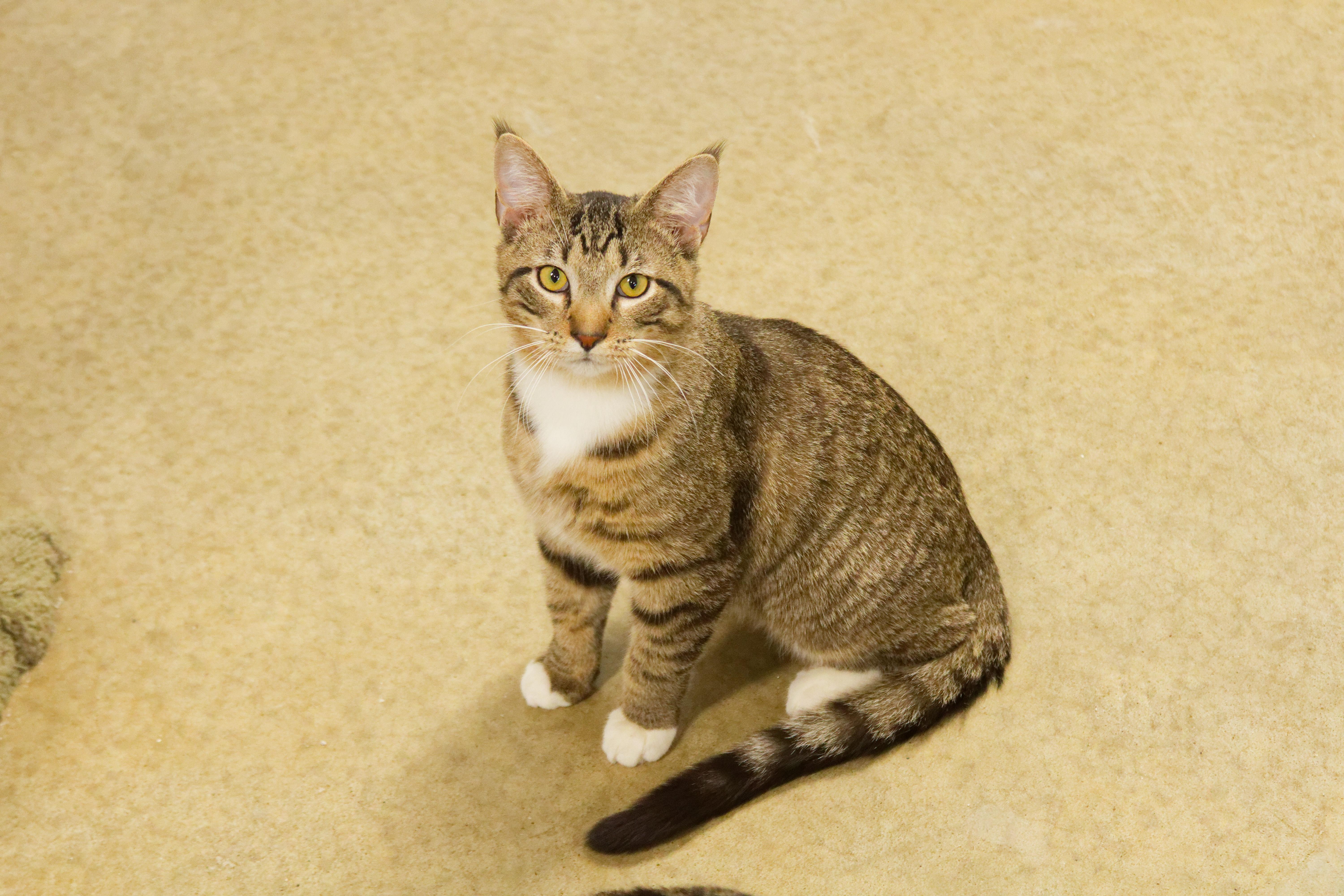 Enlarge Siegfried, a ADOPTABLE American Shorthair in Urbana, OH image 5/6