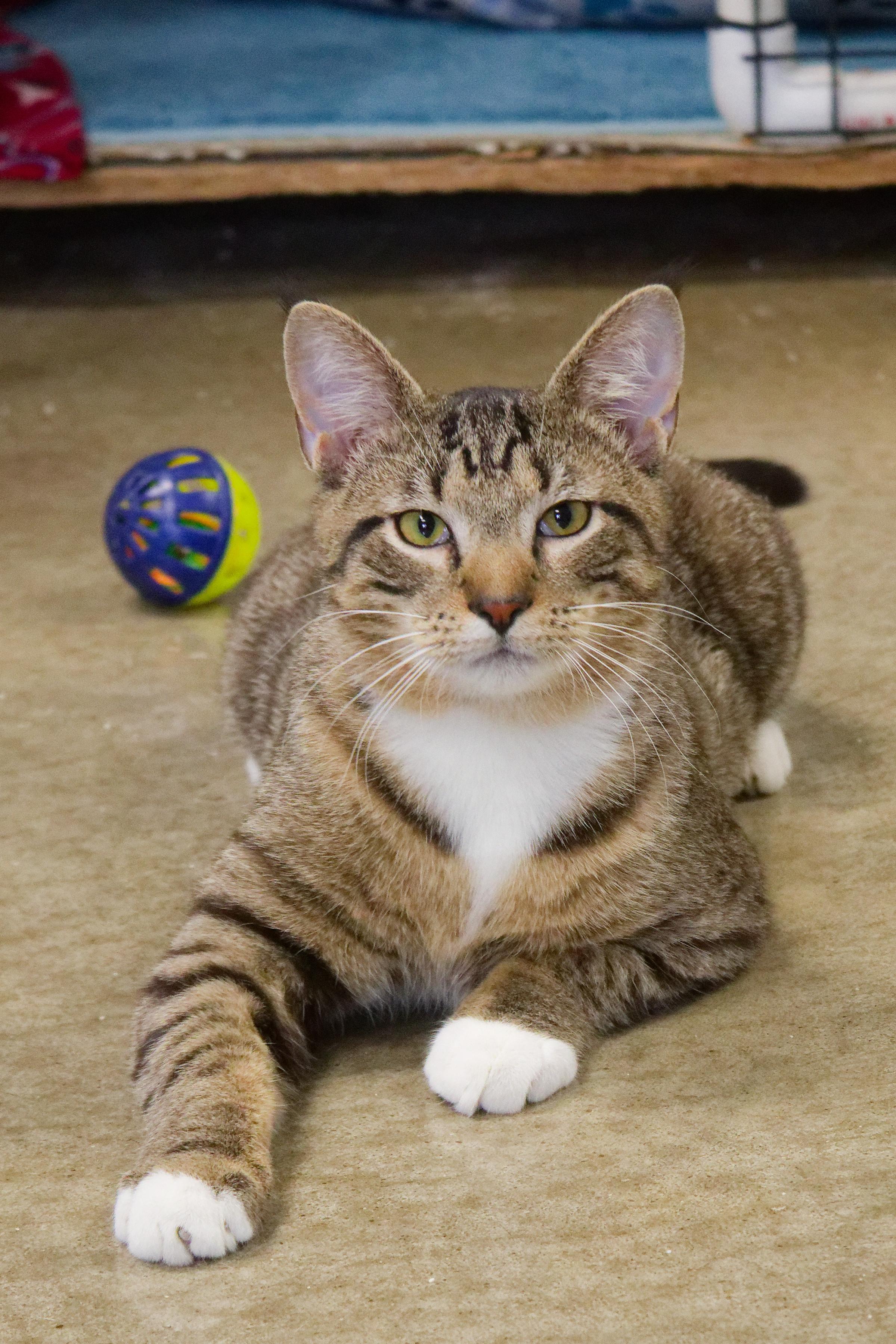 Enlarge Siegfried, a ADOPTABLE American Shorthair in Urbana, OH image 1/6