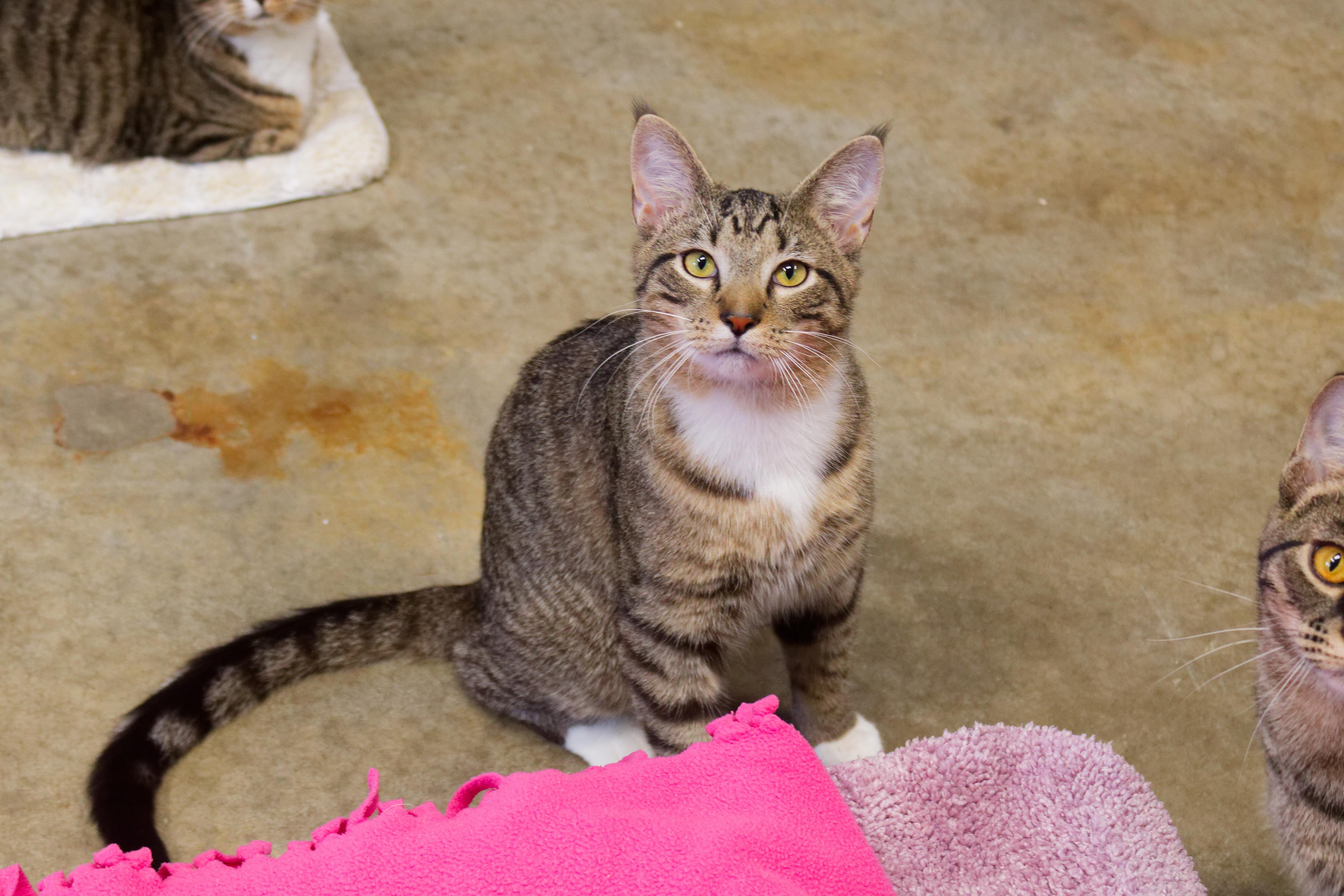 Enlarge Siegfried, a ADOPTABLE American Shorthair in Urbana, OH image 3/6