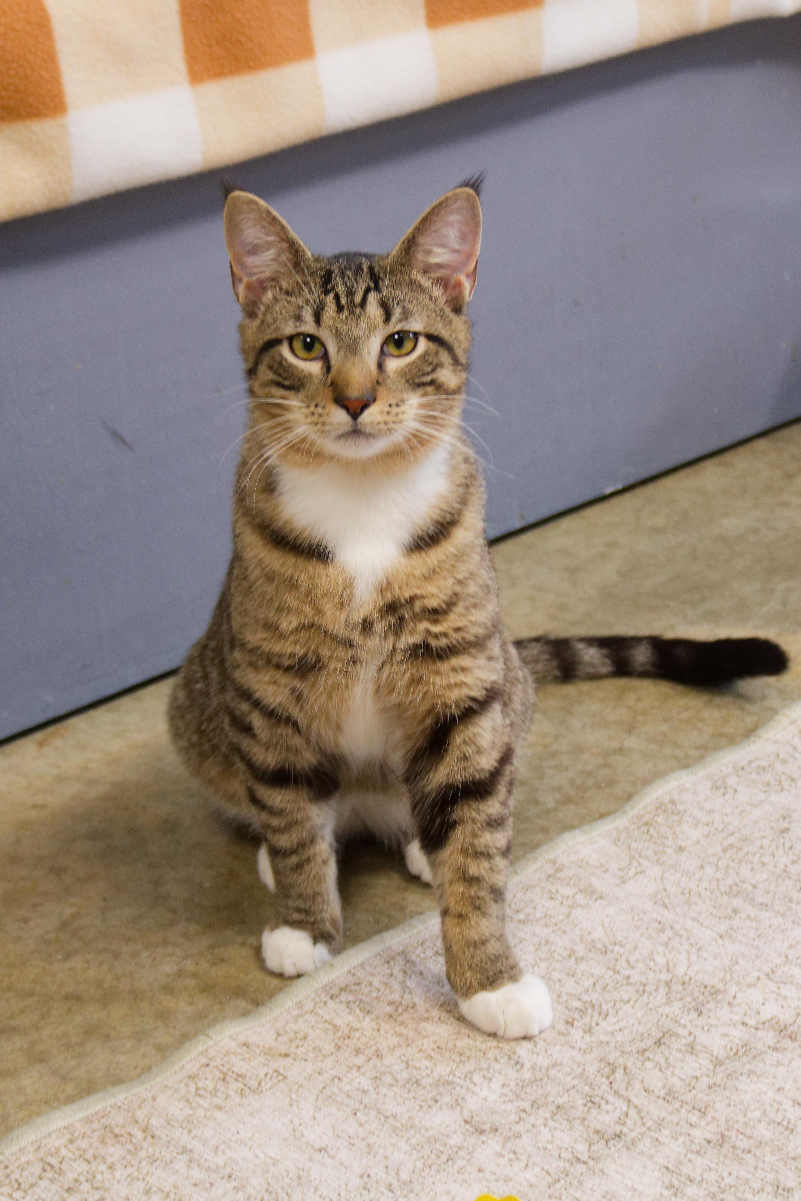 Enlarge Siegfried, a ADOPTABLE American Shorthair in Urbana, OH image 6/6