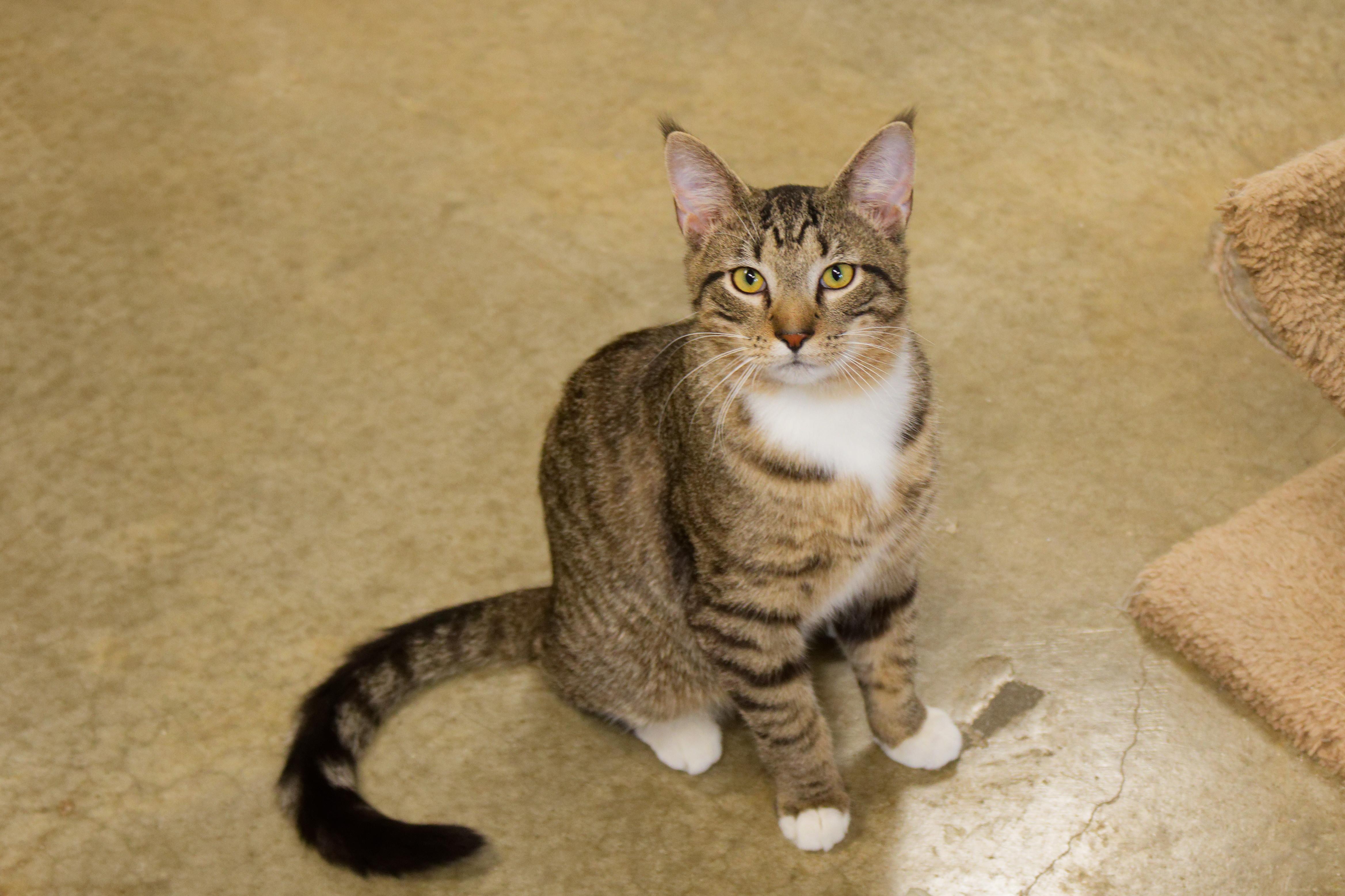 Enlarge Siegfried, a ADOPTABLE American Shorthair in Urbana, OH image 2/6