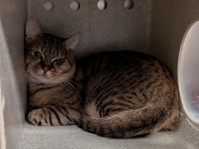 Enlarge THUBRAN, a Adoptable Domestic Short Hair in Kent, WA image 1/1