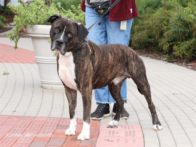 Enlarge BING, a Adoptable mixed breed in Omaha, NE image 1/1