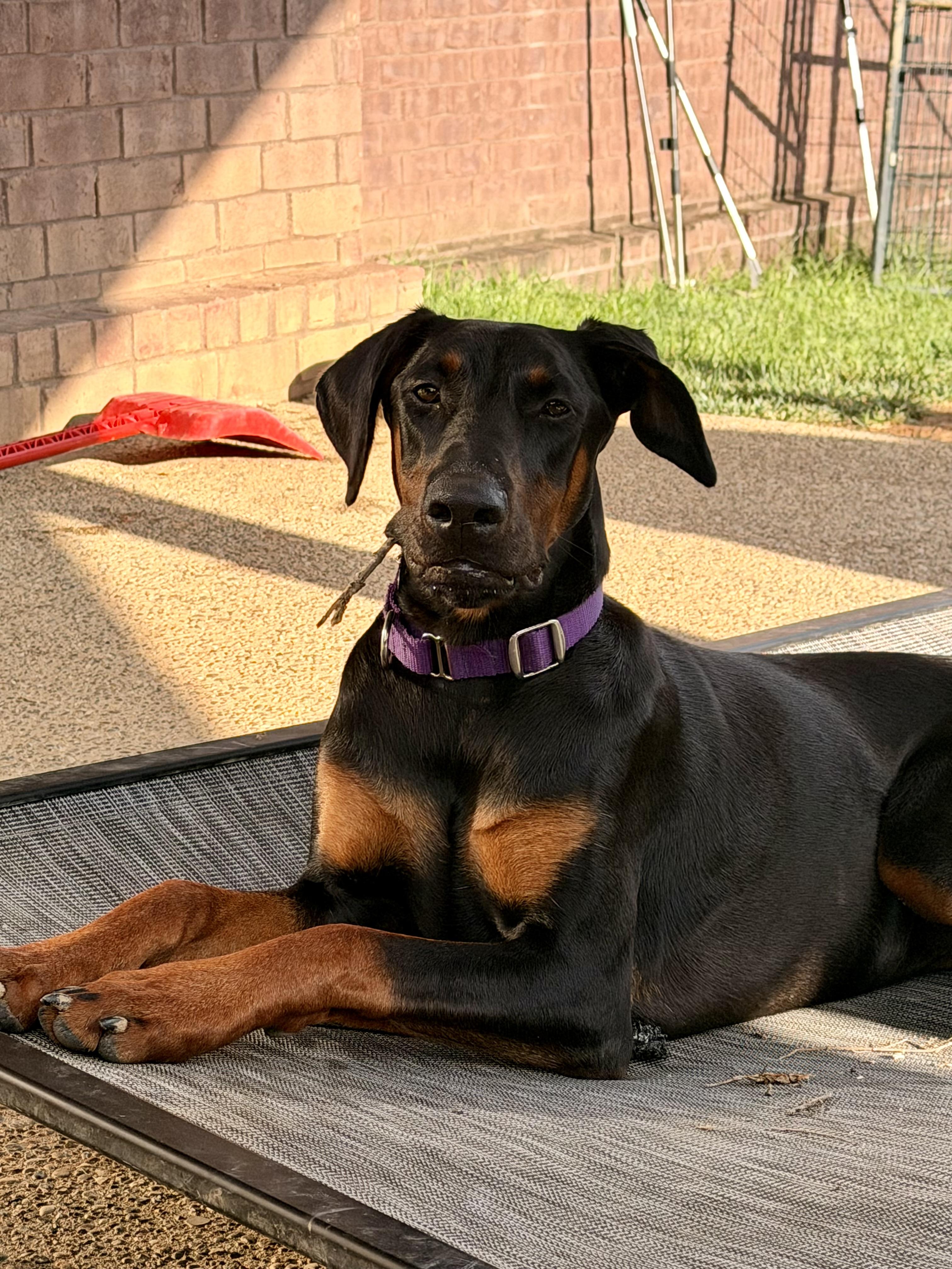 Enlarge Kitty, a ADOPTABLE Doberman Pinscher in Louisville, KY image 4/6