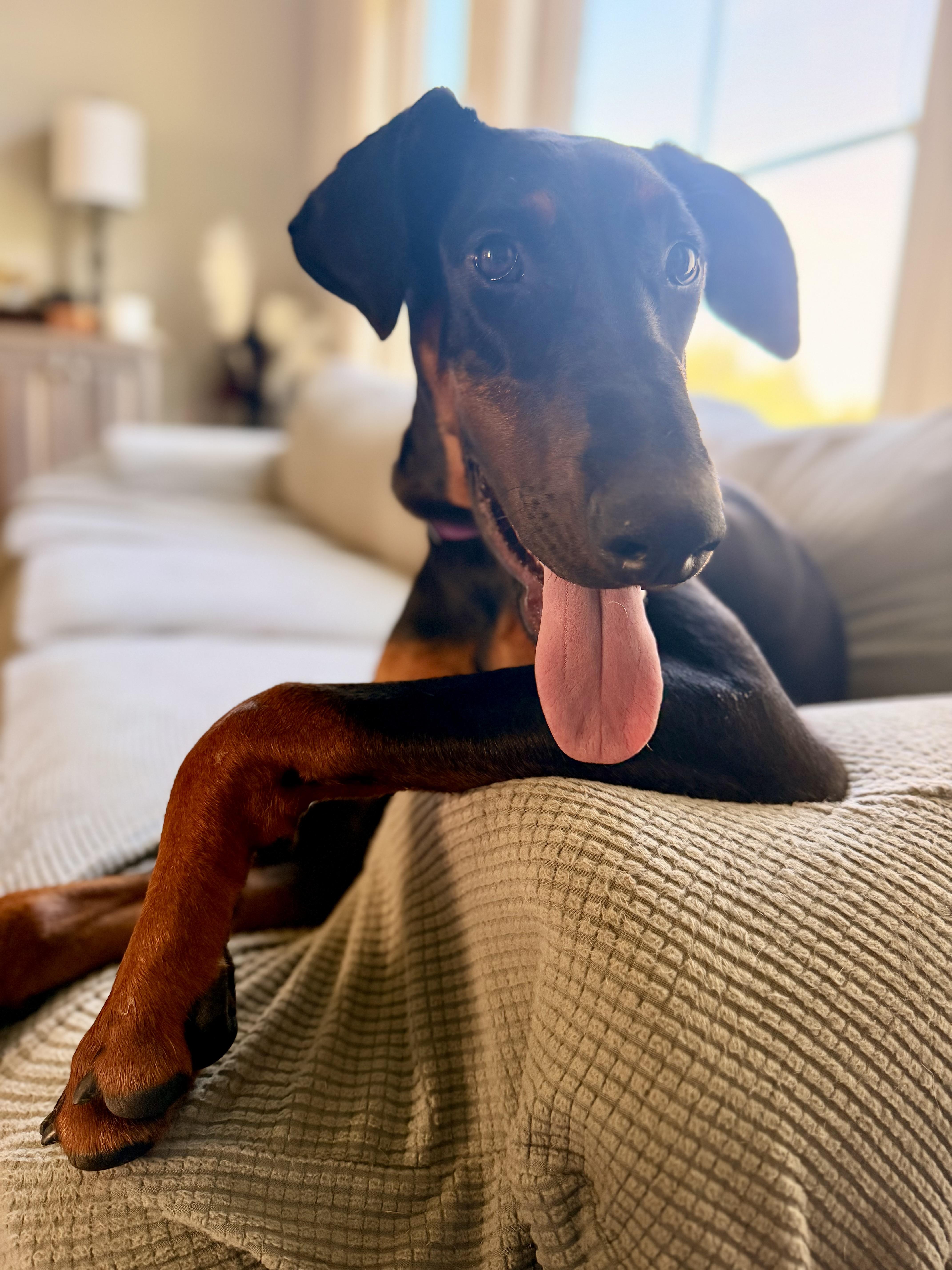 Enlarge Kitty, a ADOPTABLE Doberman Pinscher in Louisville, KY image 6/6