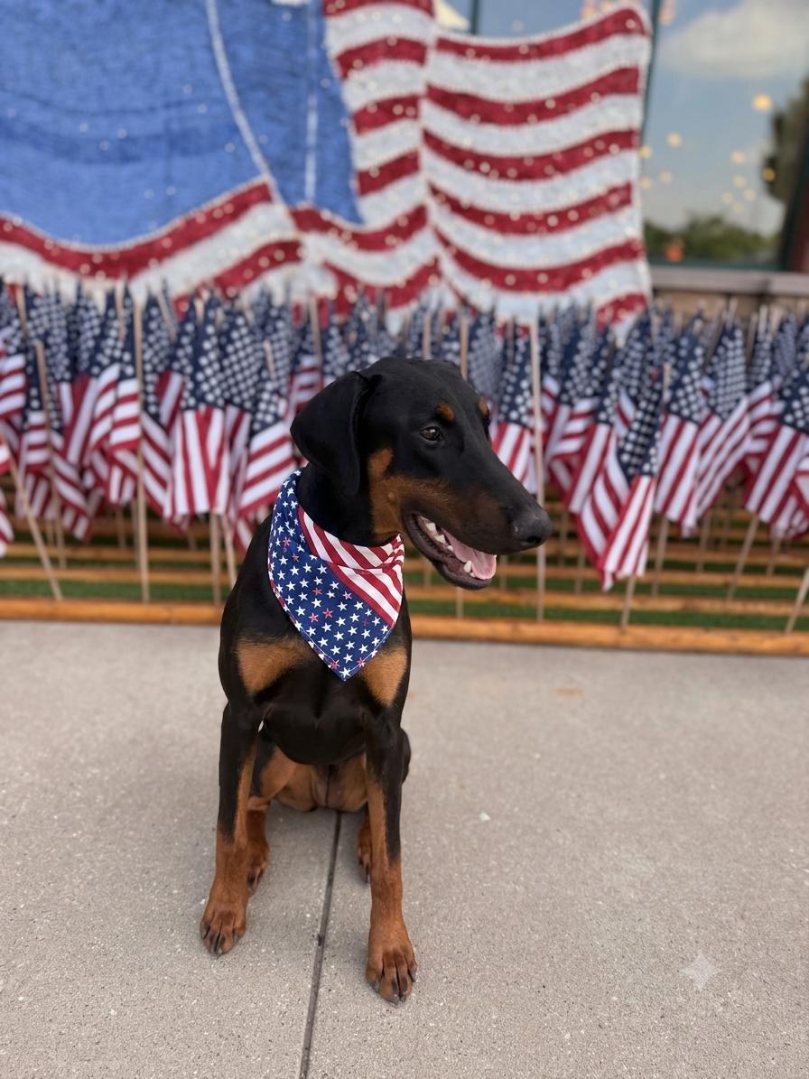 Enlarge Kitty, a ADOPTABLE Doberman Pinscher in Louisville, KY image 1/6
