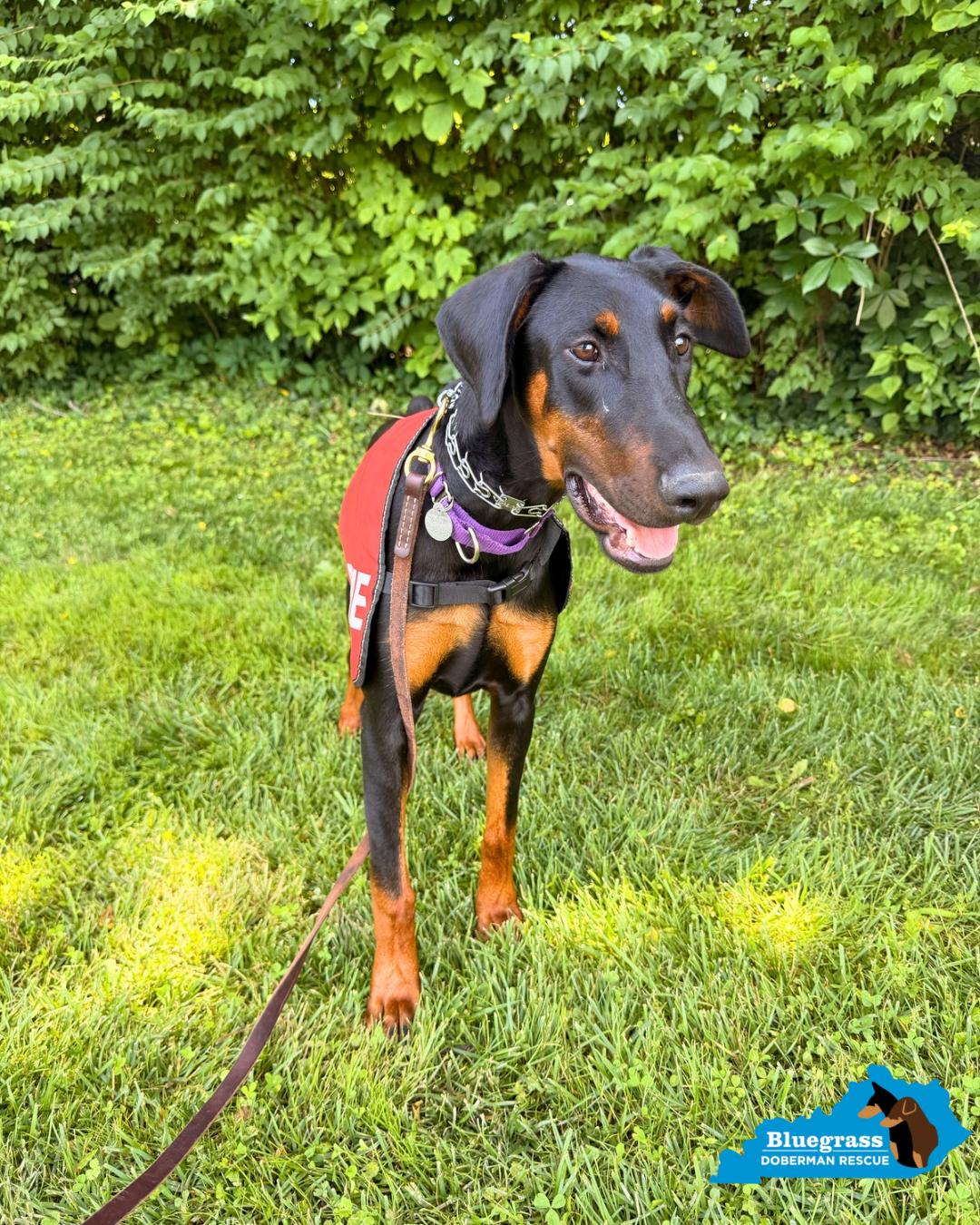 Enlarge Kitty, a ADOPTABLE Doberman Pinscher in Louisville, KY image 5/6