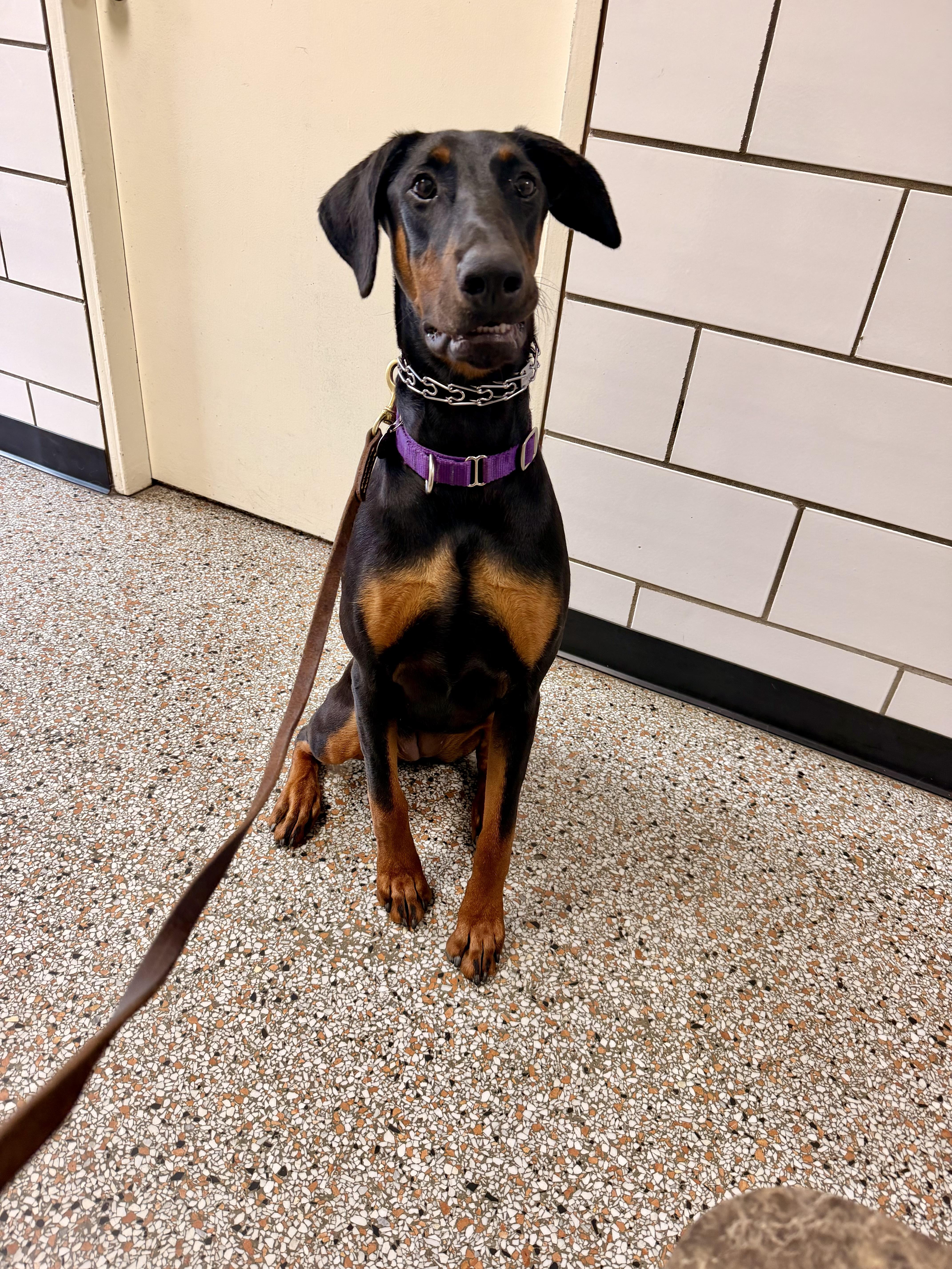Enlarge Kitty, a ADOPTABLE Doberman Pinscher in Louisville, KY image 2/6