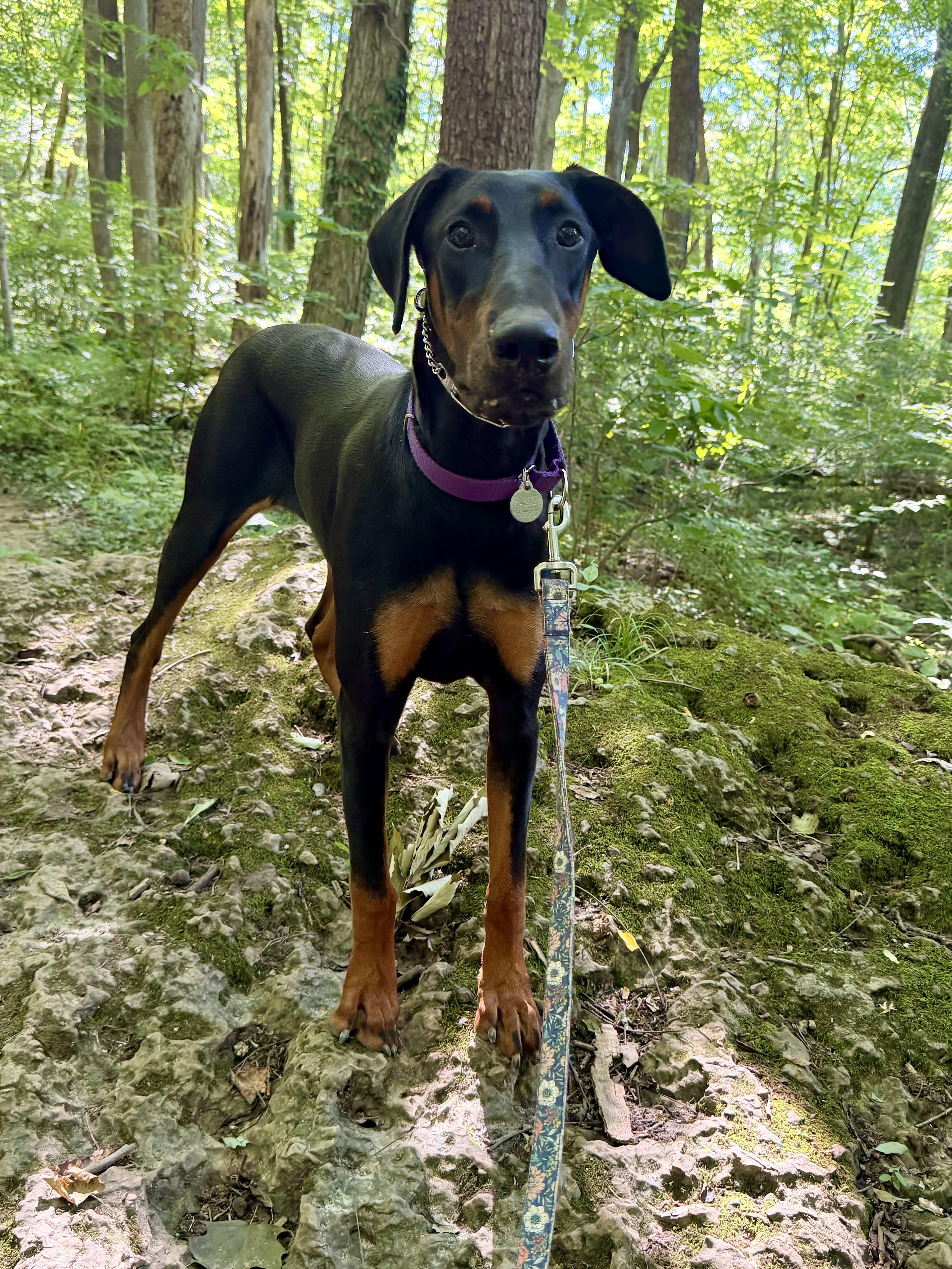 Enlarge Kitty, a ADOPTABLE Doberman Pinscher in Louisville, KY image 3/6