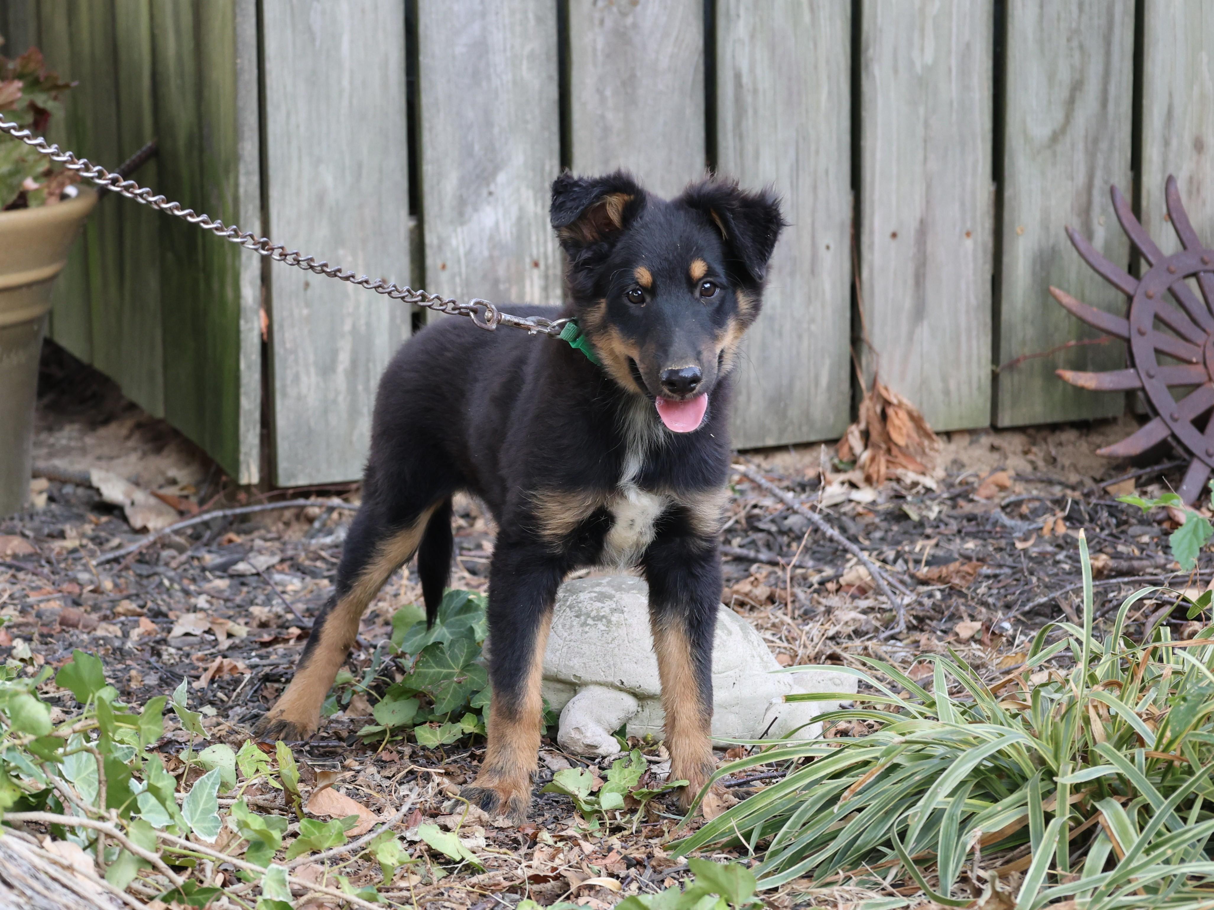 Enlarge Laddie - COME MEET 10/26, a Adoptable Shetland Sheepdog / Sheltie in Medfield, MA image 3/6