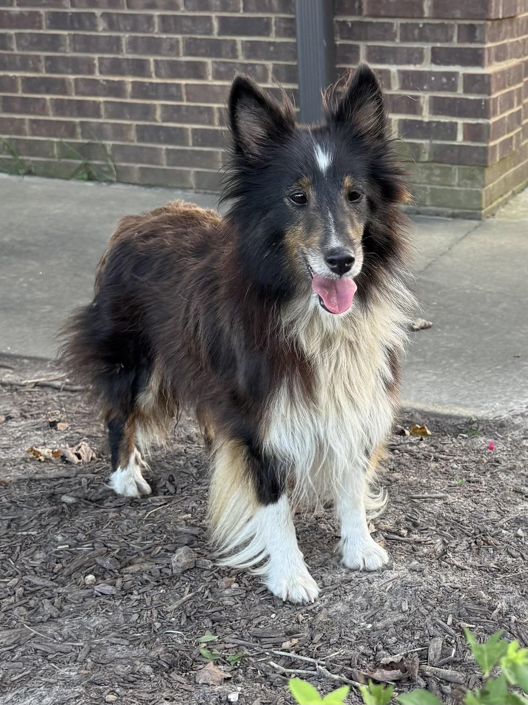Enlarge Laddie - COME MEET 10/26, a Adoptable Shetland Sheepdog / Sheltie in Medfield, MA image 5/6