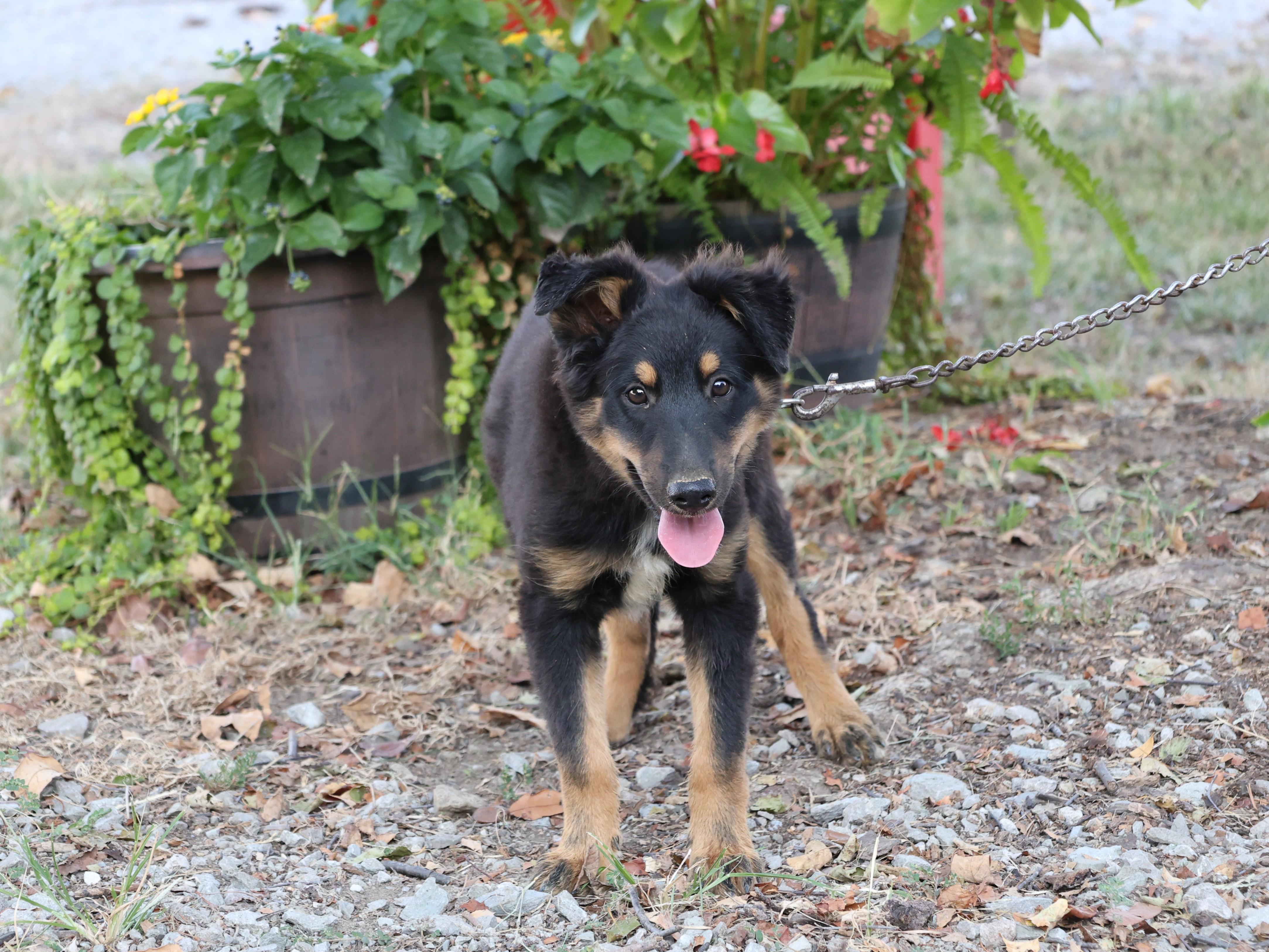 Enlarge Laddie - COME MEET 10/26, a Adoptable Shetland Sheepdog / Sheltie in Medfield, MA image 1/6