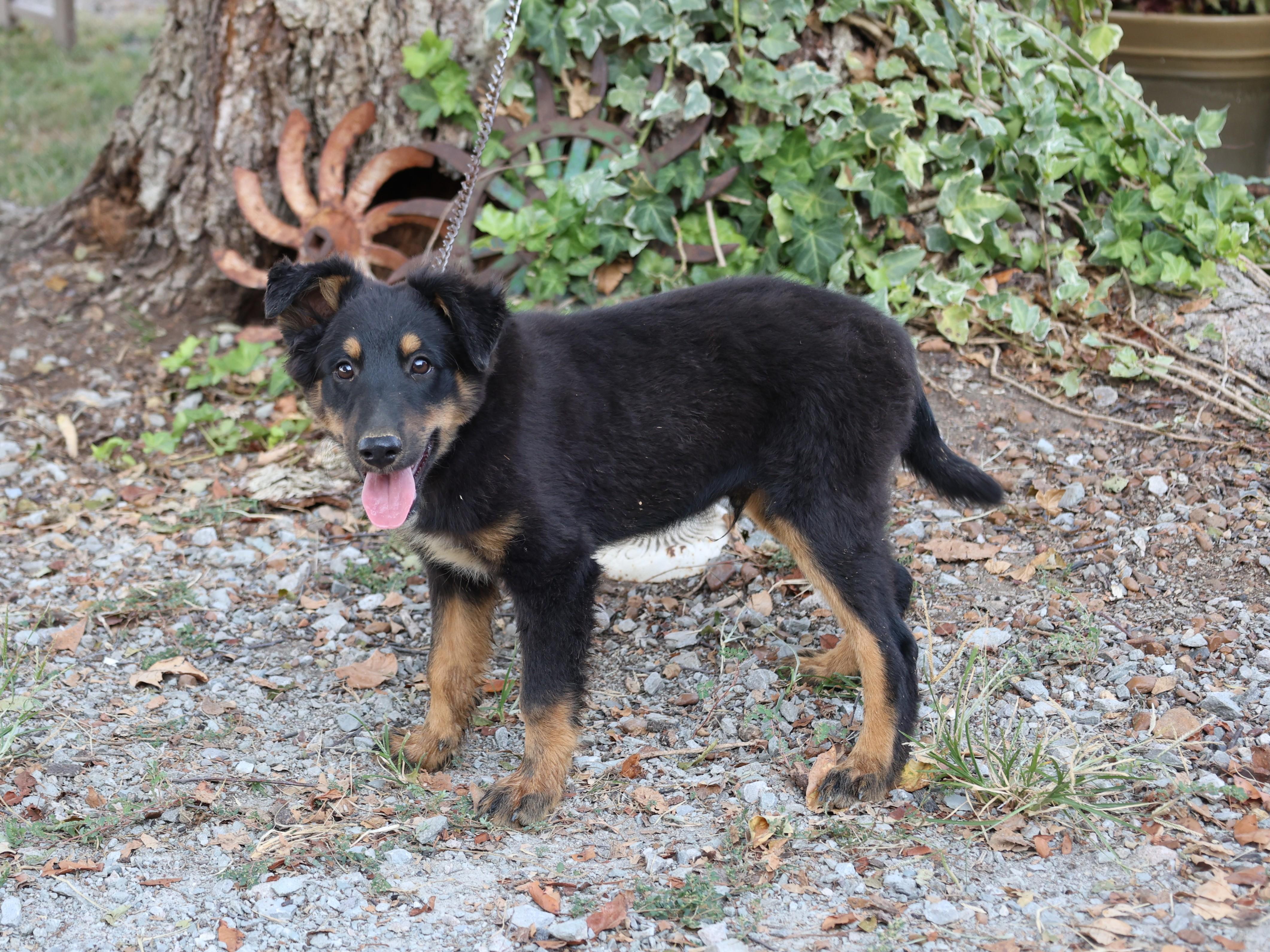 Enlarge Laddie - COME MEET 10/26, a Adoptable Shetland Sheepdog / Sheltie in Medfield, MA image 2/6