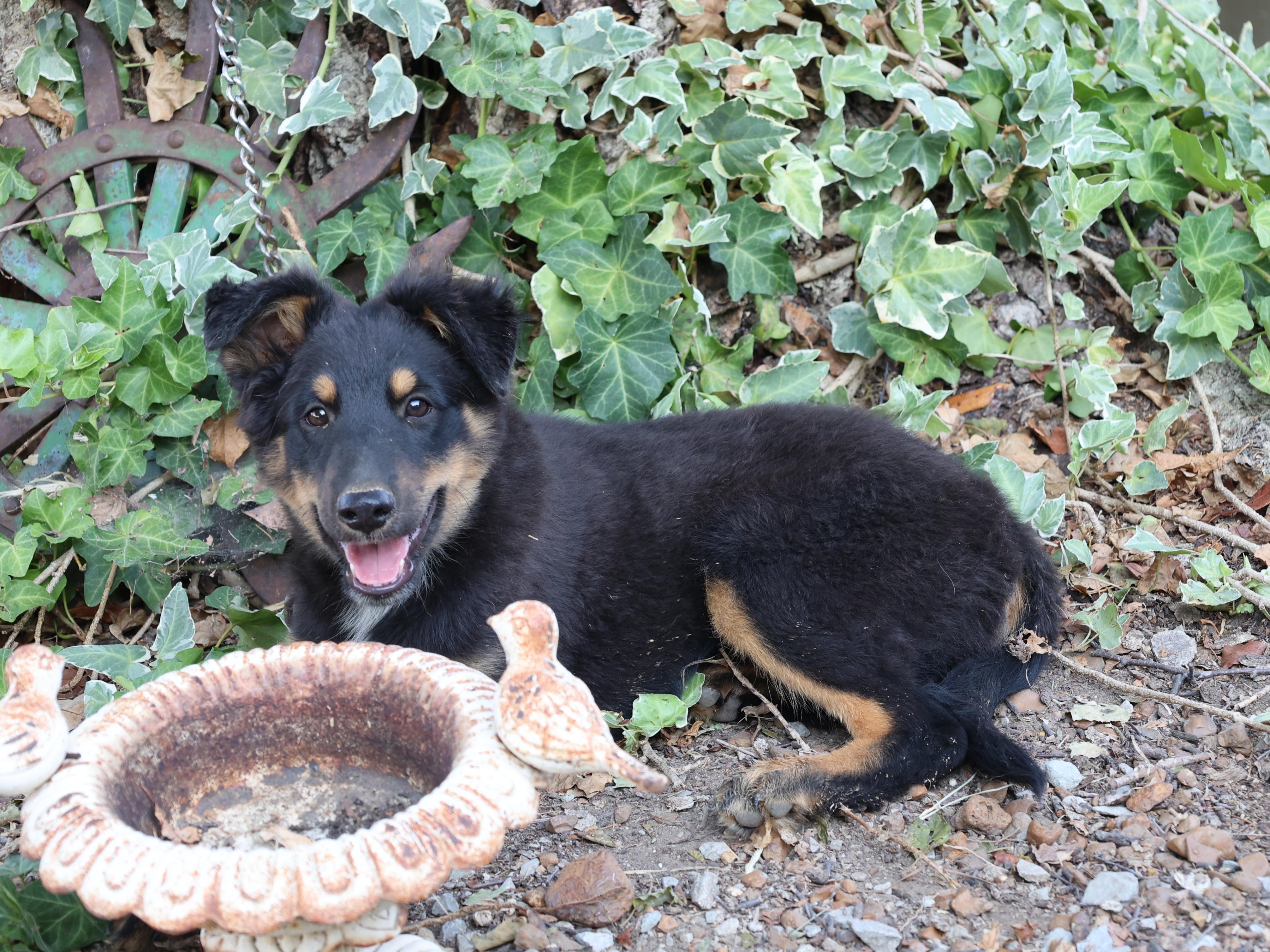 Enlarge Laddie - COME MEET 10/26, a Adoptable Shetland Sheepdog / Sheltie in Medfield, MA image 4/6