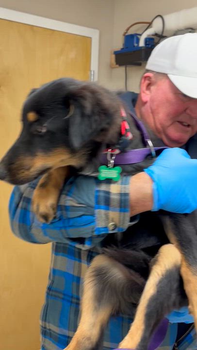 Enlarge Laddie - COME MEET 10/26, a Adoptable Shetland Sheepdog / Sheltie in Medfield, MA video 6/6