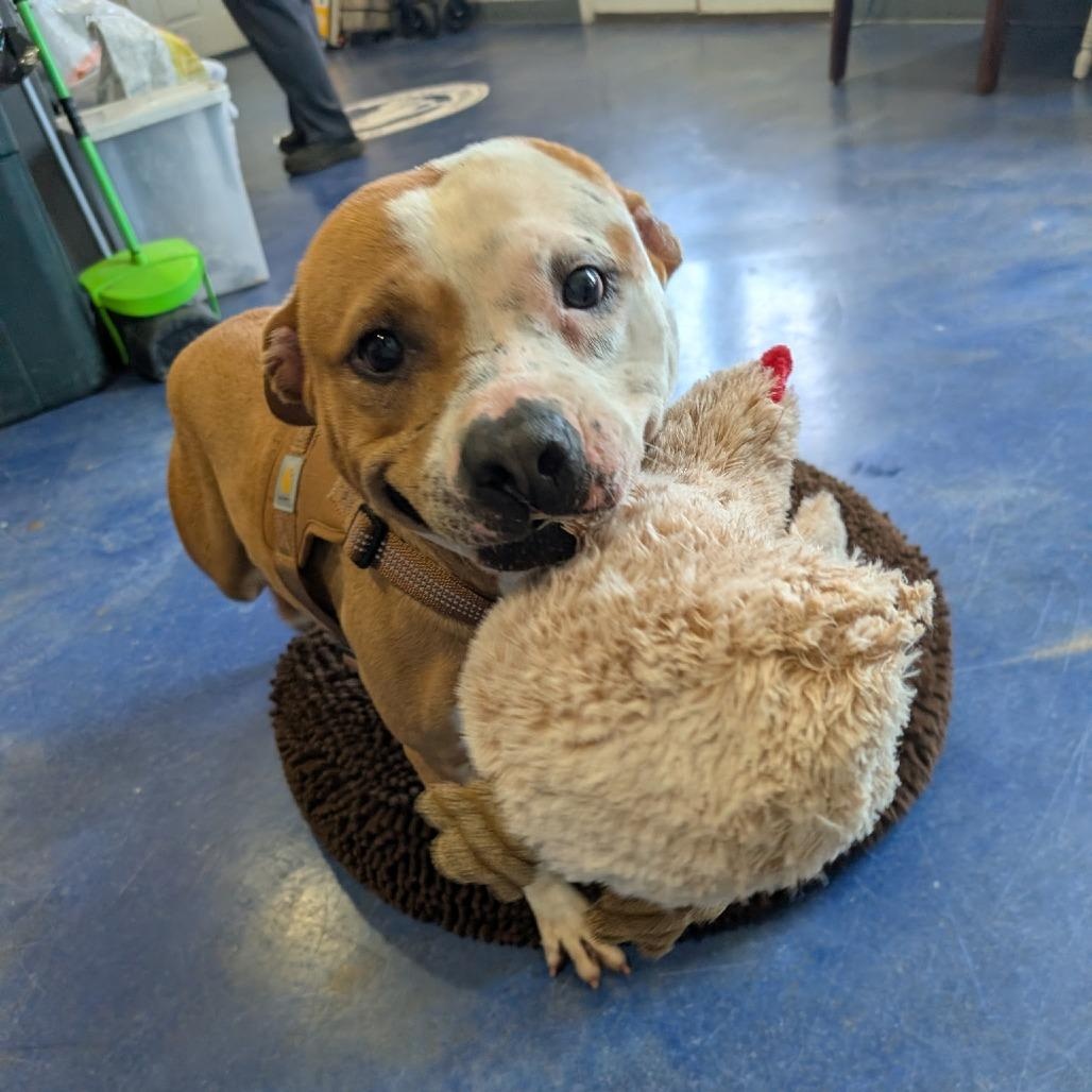 Wally, Adoptable, Adult Male Pit Bull Terrier.