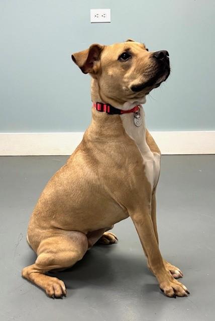 Memphis, ADOPTABLE, Young Male Labrador Retriever & Mixed Breed.