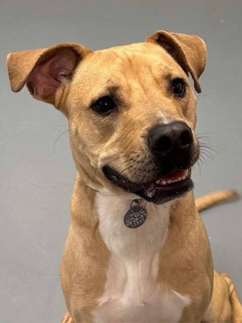 Enlarge Memphis, a ADOPTABLE mixed breed in Hawk Point, MO image 2/4