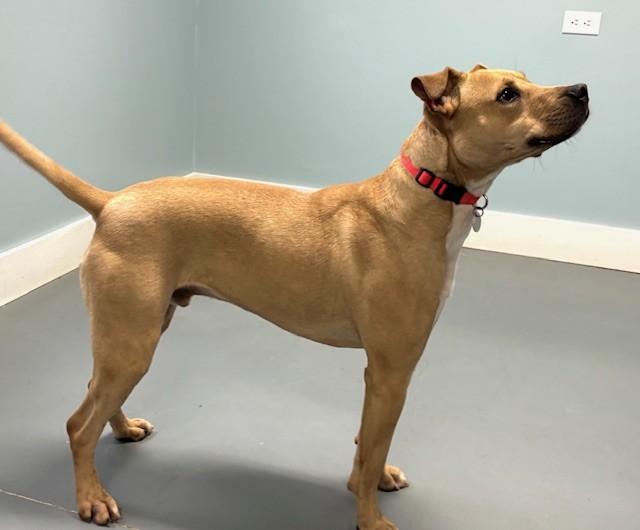 Enlarge Memphis, a ADOPTABLE mixed breed in Hawk Point, MO image 3/4