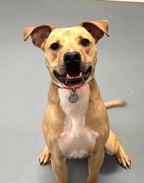 Enlarge Memphis, a ADOPTABLE mixed breed in Hawk Point, MO image 4/4