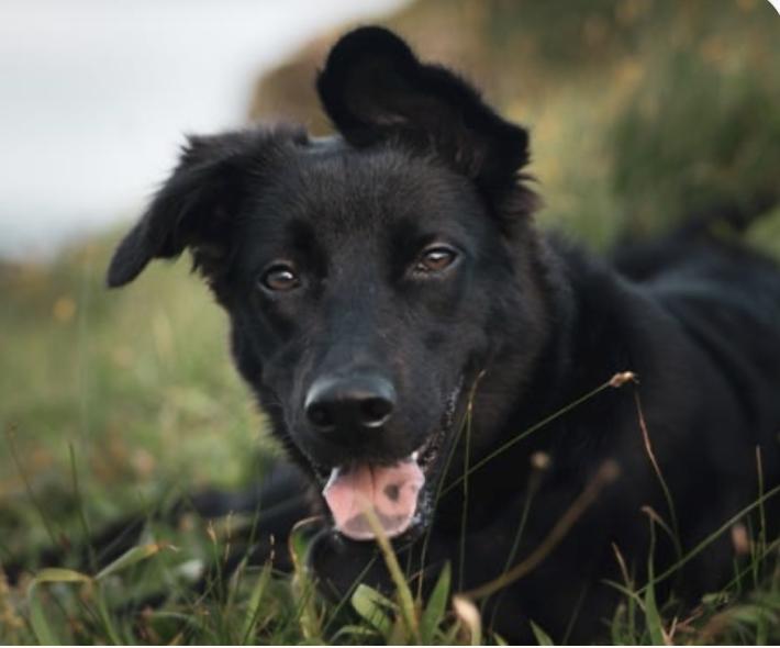 Norah, adopted, Puppy Female Mountain Dog & Retriever.