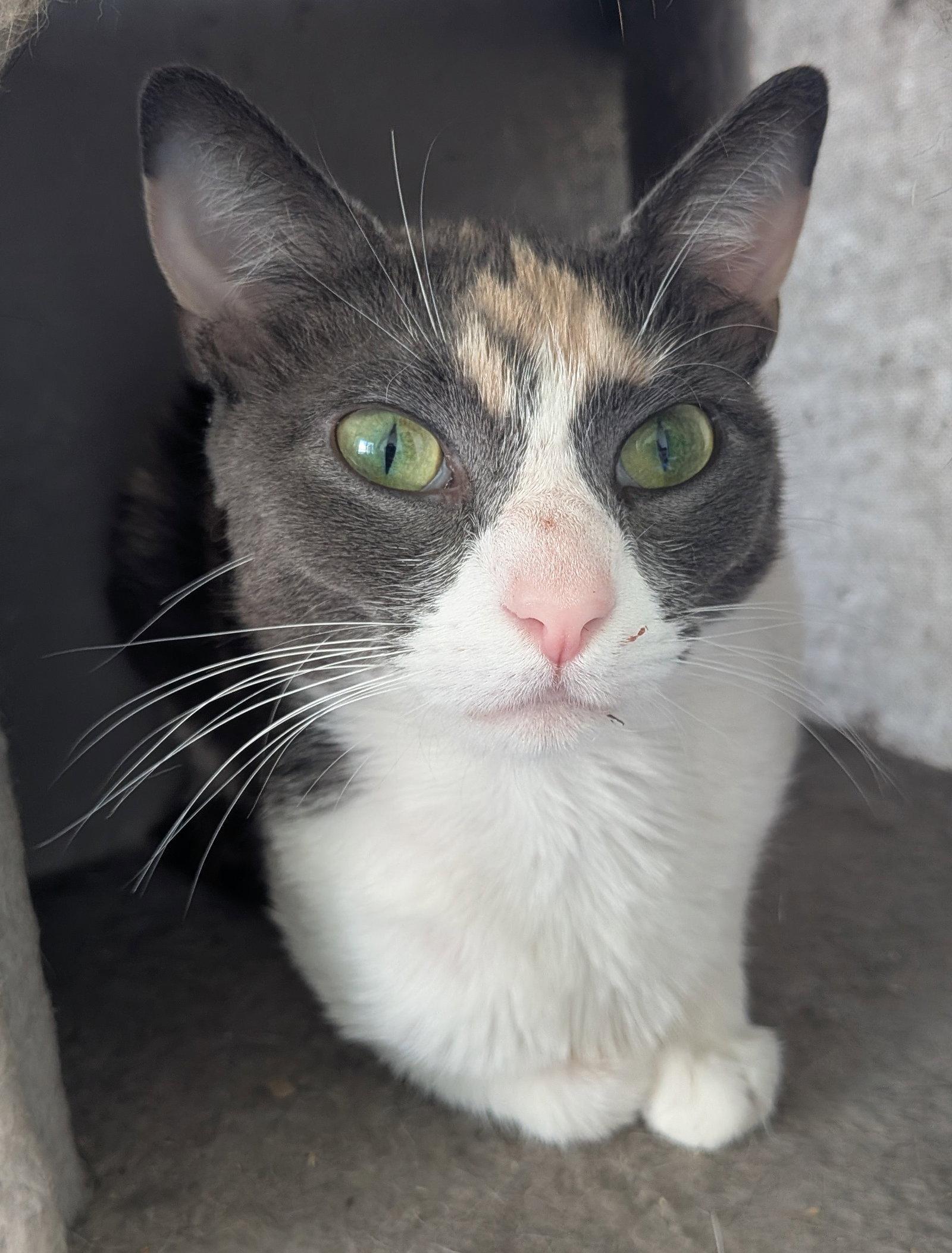 Evian, Adoptable, Adult Female Domestic Short Hair.