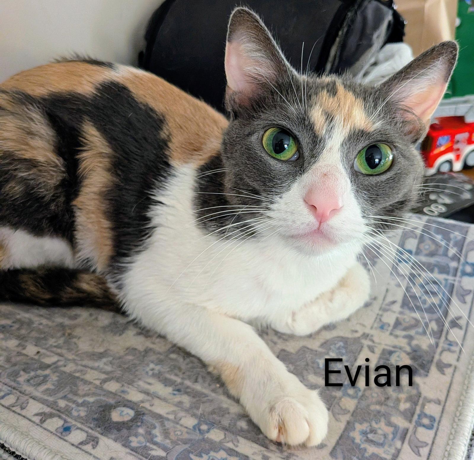 Enlarge Evian, a Adoptable Domestic Short Hair in Naugatuck, CT image 2/3