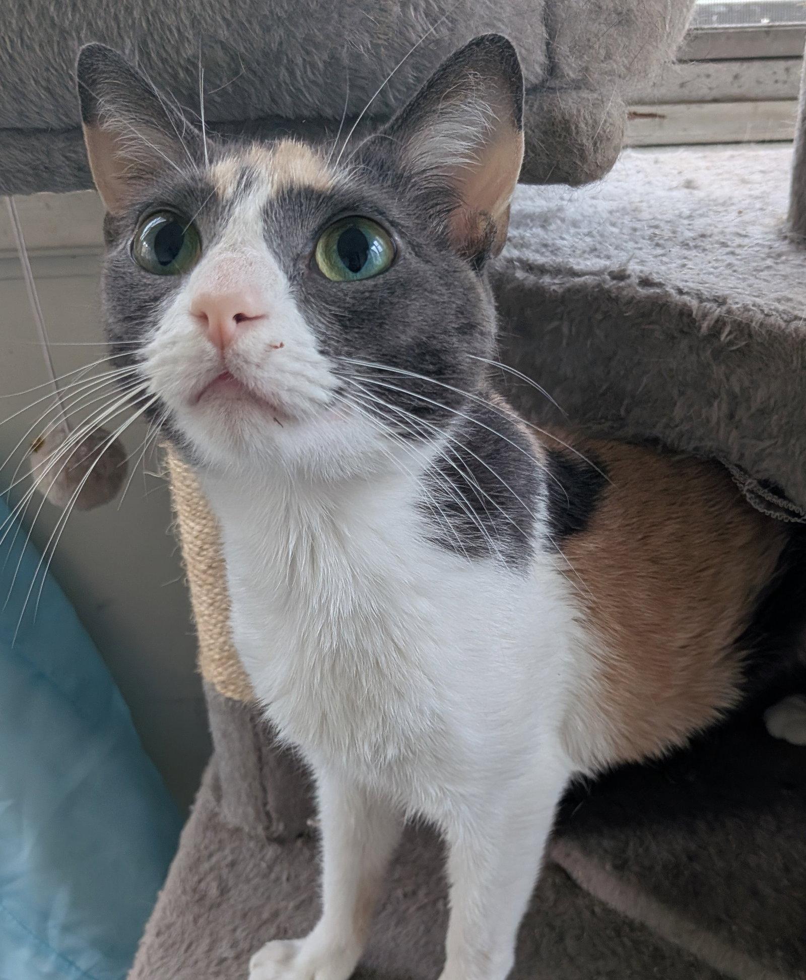 Enlarge Evian, a Adoptable Domestic Short Hair in Naugatuck, CT image 3/3