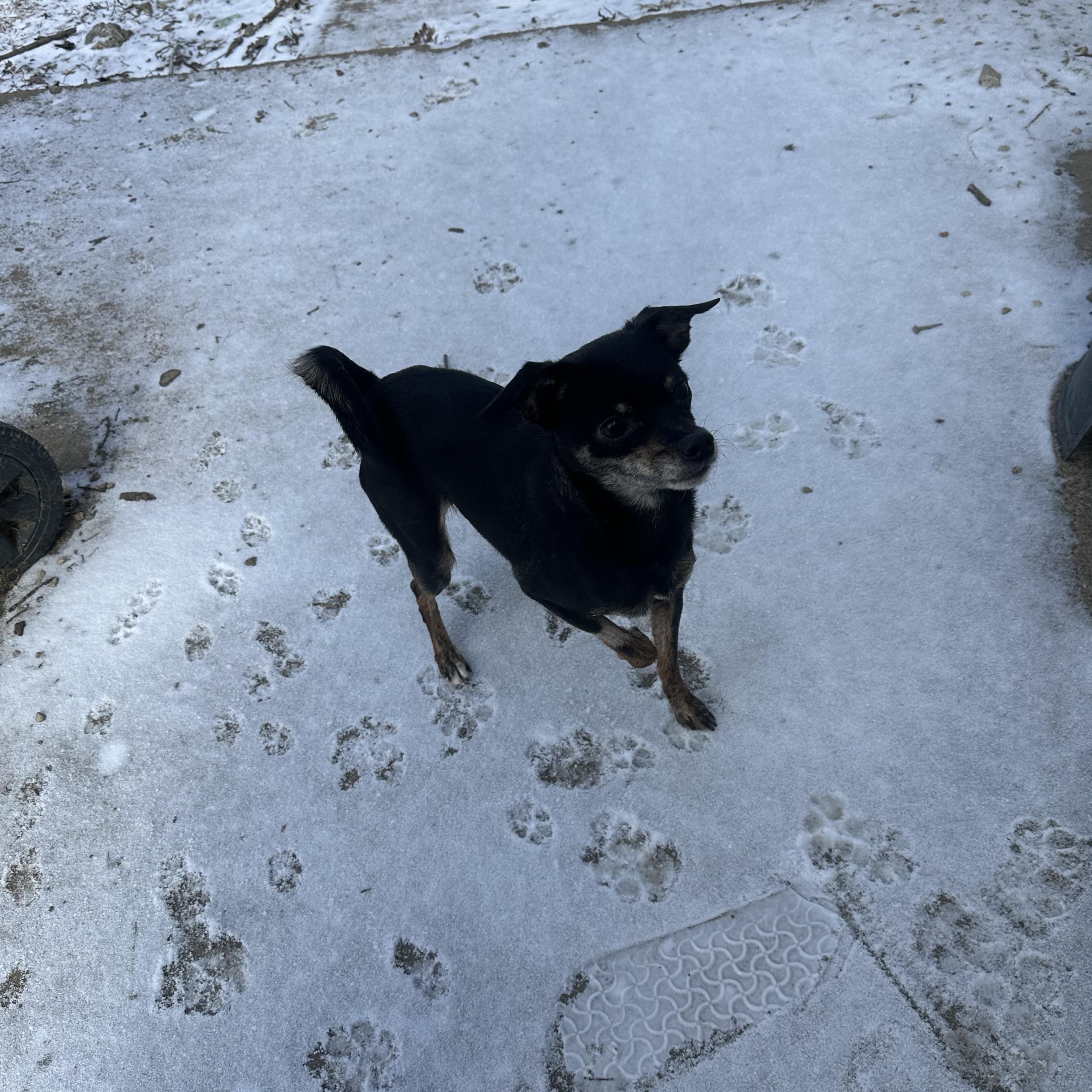 Pumpkin! Shy To Playful thumbnail 3