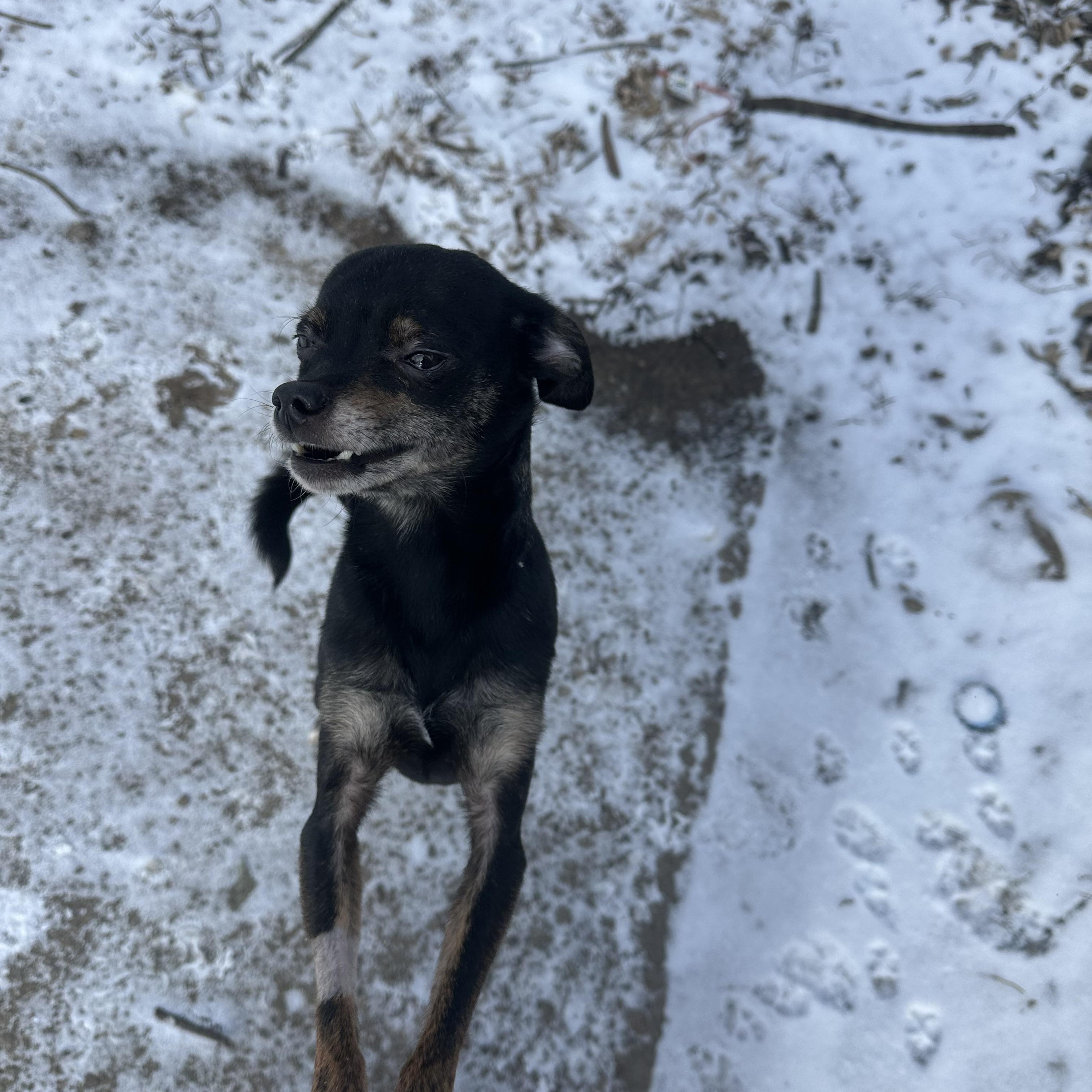 Pumpkin! Shy To Playful thumbnail 4