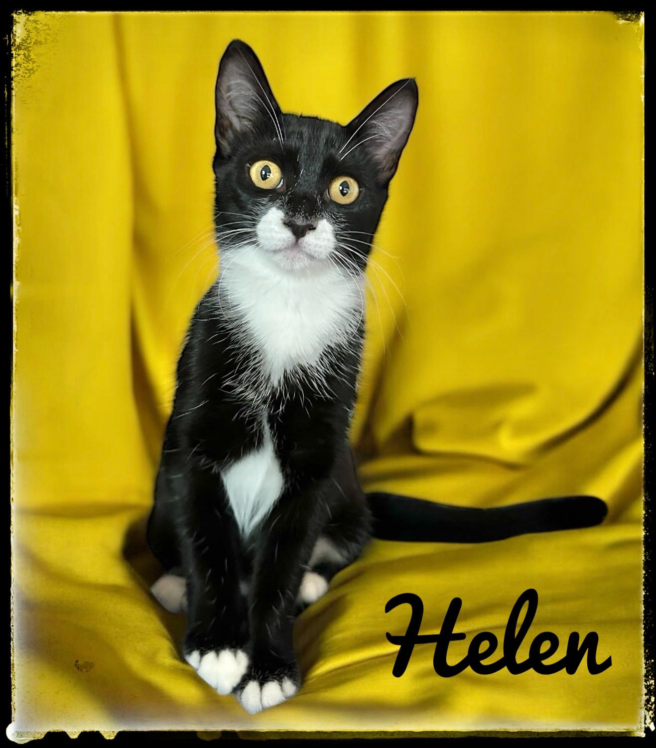 Enlarge Helen, a Adoptable Domestic Short Hair in El Cajon, CA image 1/1