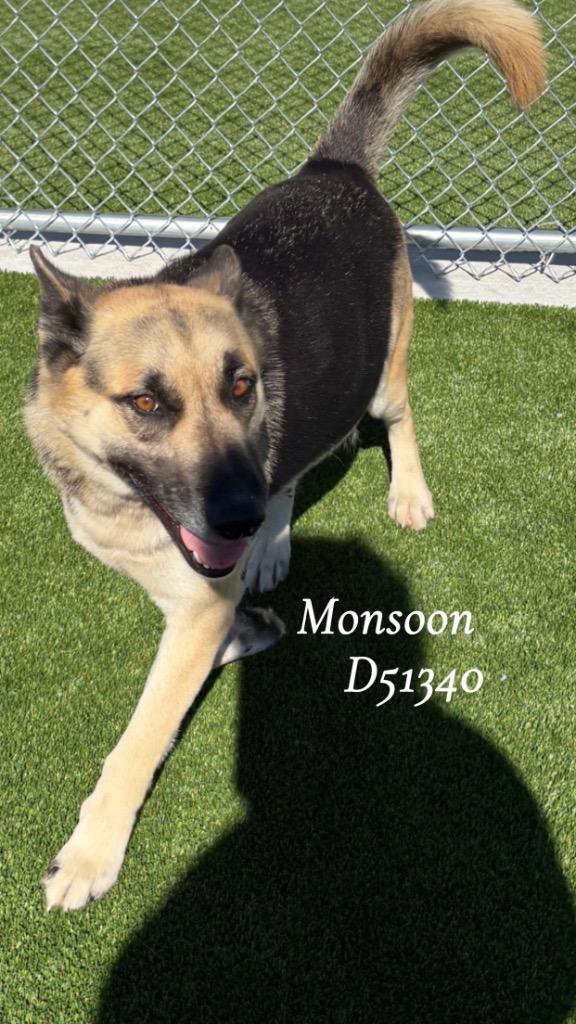 Enlarge Sheilah, a Adoptable German Shepherd Dog in Clarksville, TN image 1/4